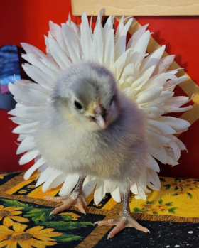 Cutest Baby Fowl Photo Contest—16th Annual 4.png