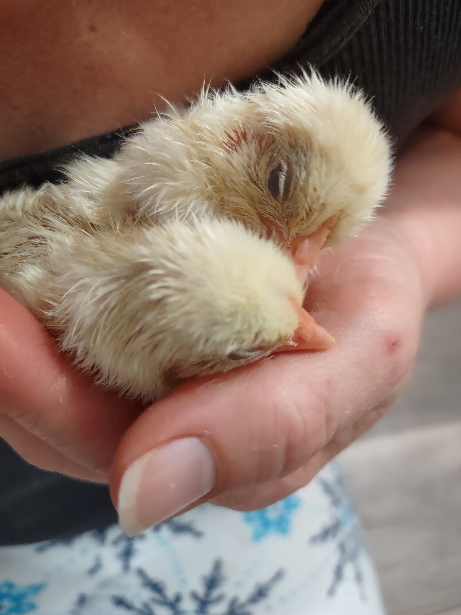 Cutest Baby Fowl Photo Contest—16th Annual 40.jpg