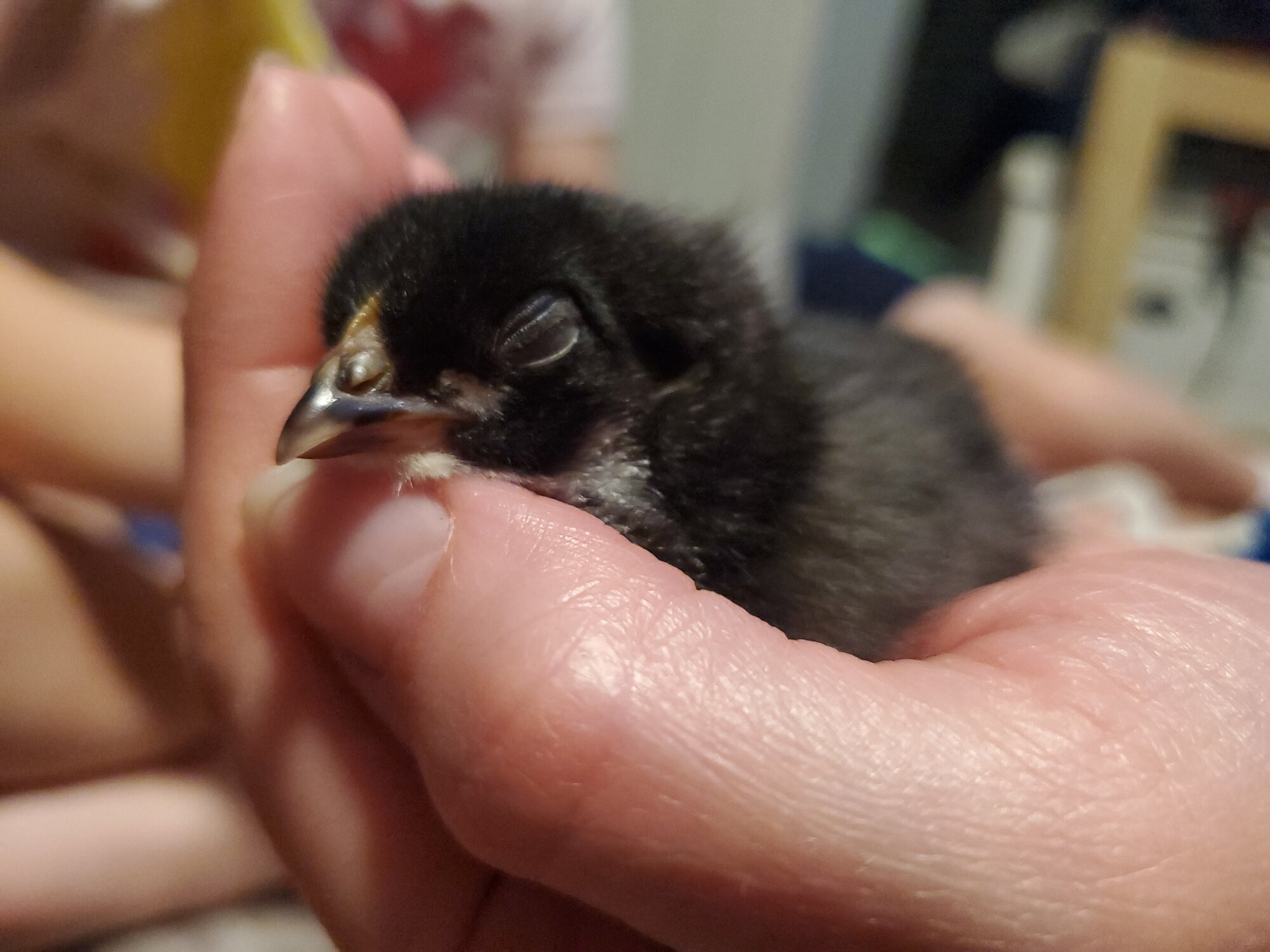 Cutest Baby Fowl Photo Contest—16th Annual 400.jpg