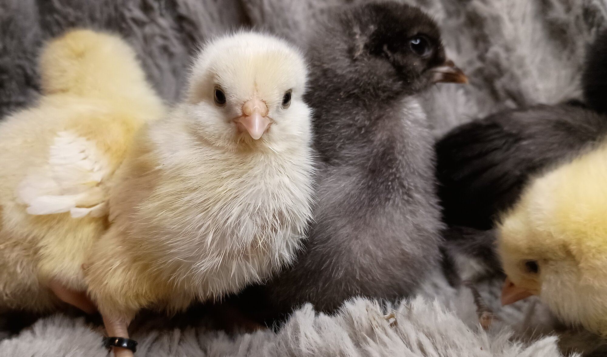 Cutest Baby Fowl Photo Contest—16th Annual 401.jpg