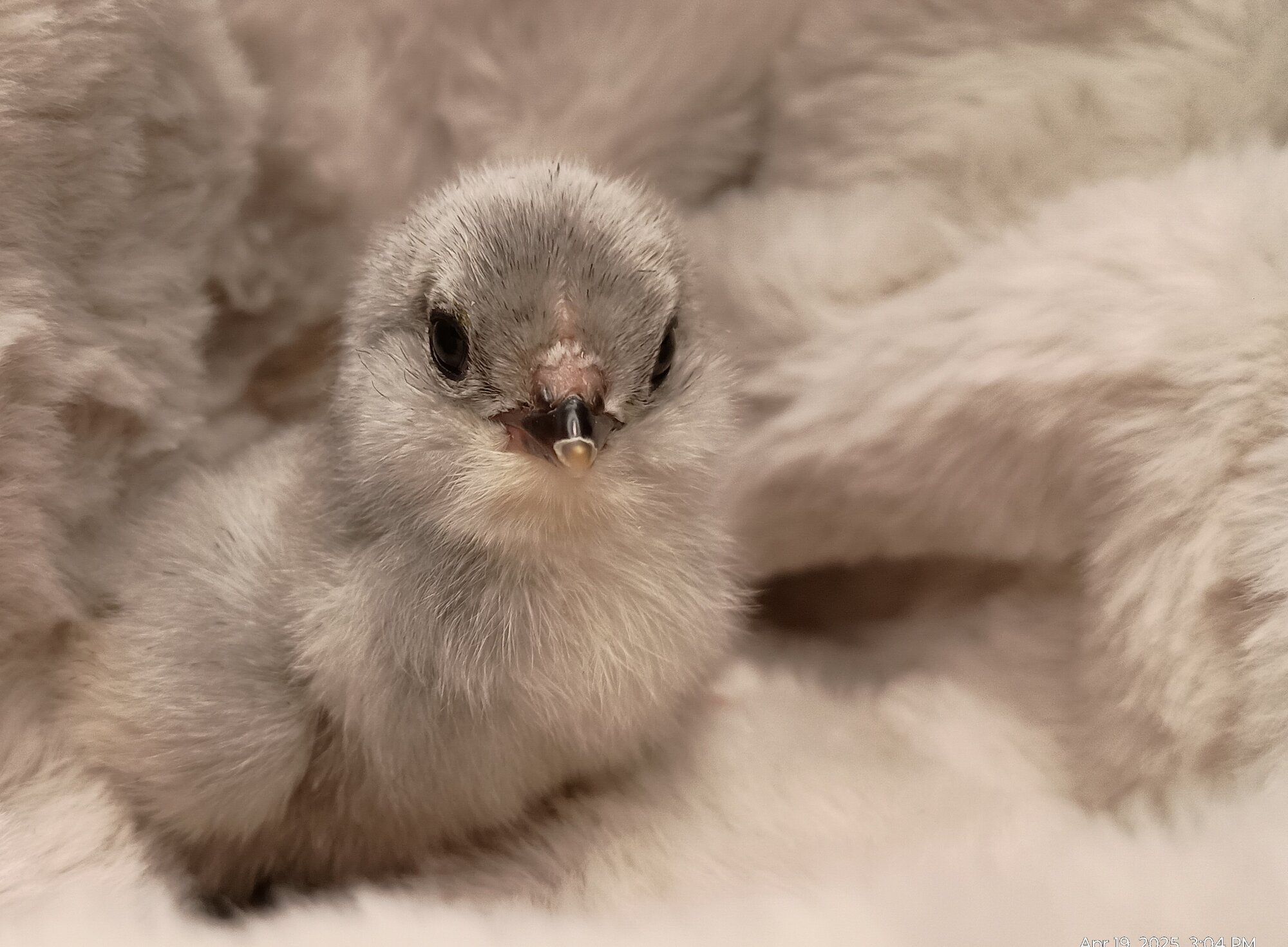 Cutest Baby Fowl Photo Contest—16th Annual 402.jpg