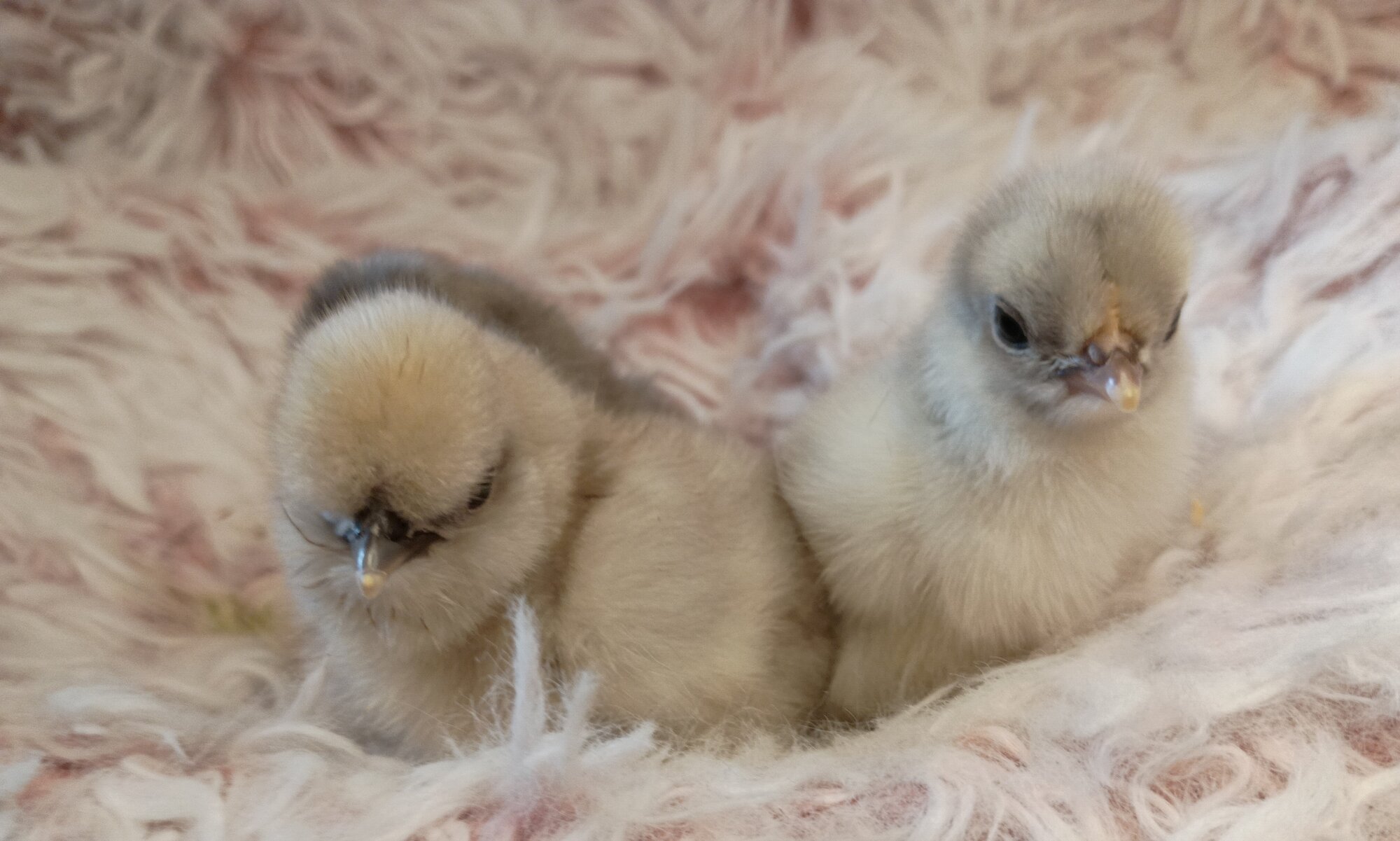 Cutest Baby Fowl Photo Contest—16th Annual 403.jpg