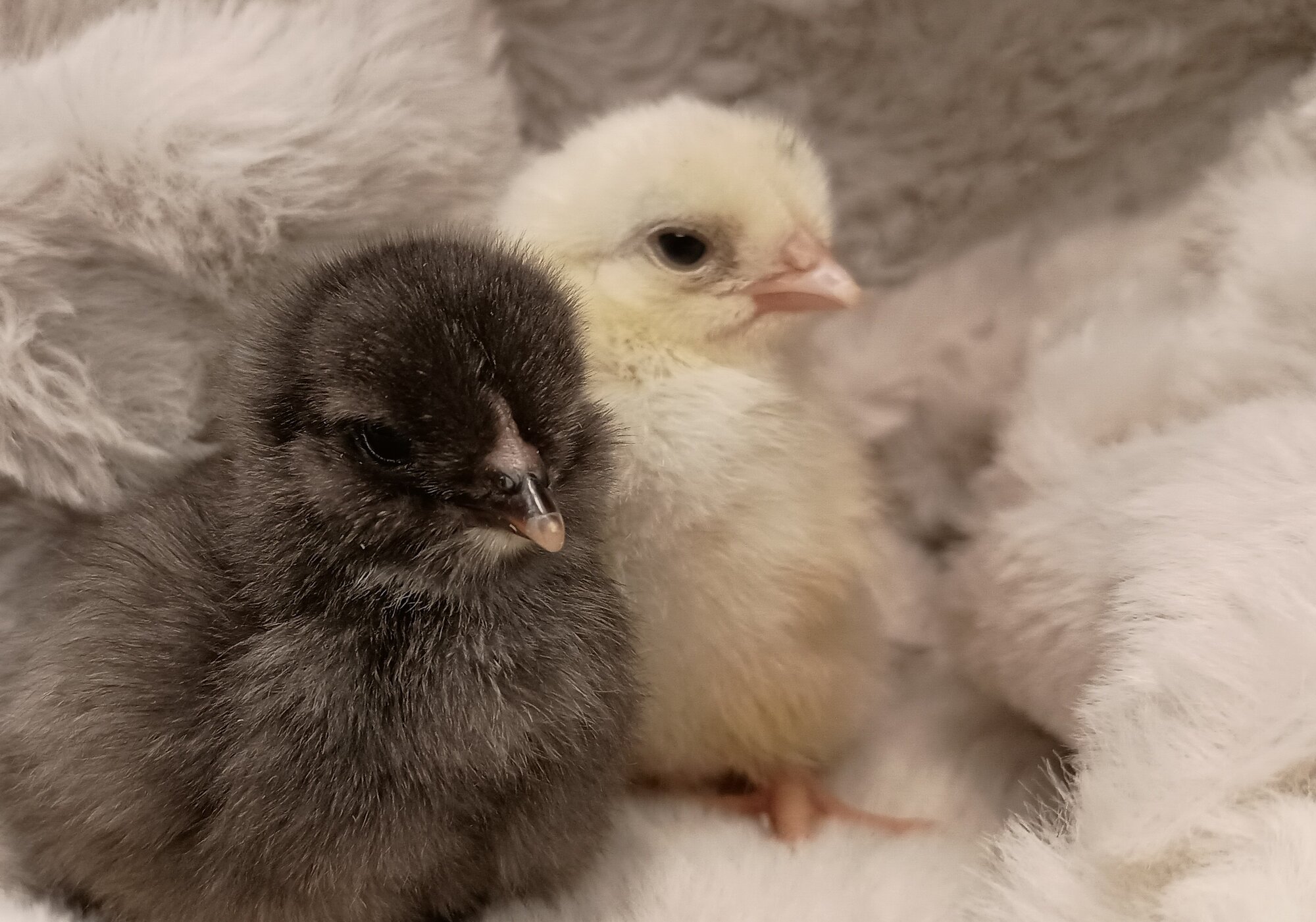 Cutest Baby Fowl Photo Contest—16th Annual 404.jpg