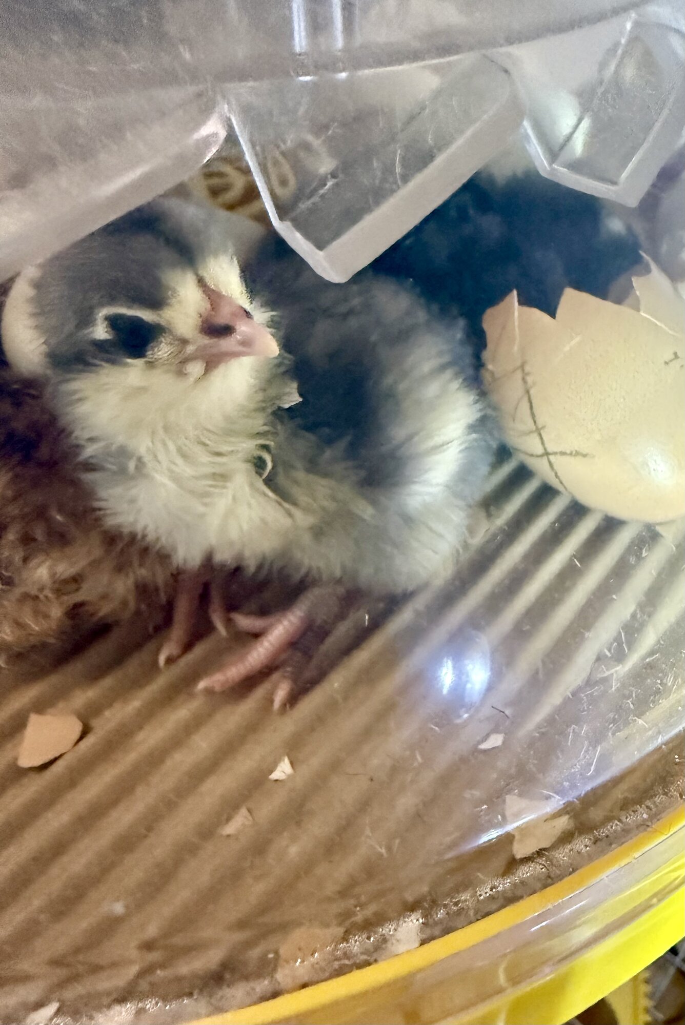 Cutest Baby Fowl Photo Contest—16th Annual 406.jpg
