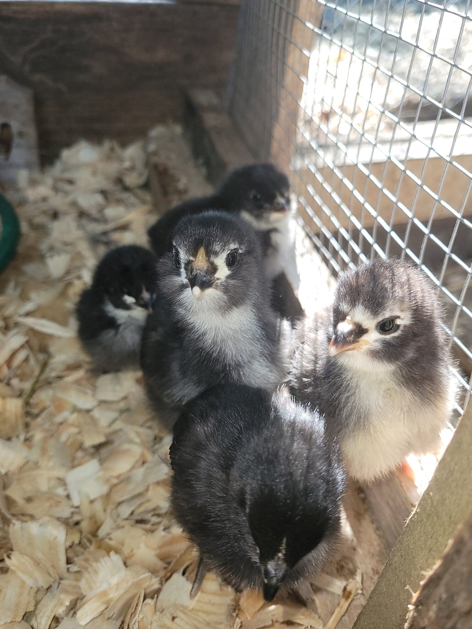Cutest Baby Fowl Photo Contest—16th Annual 407.jpg