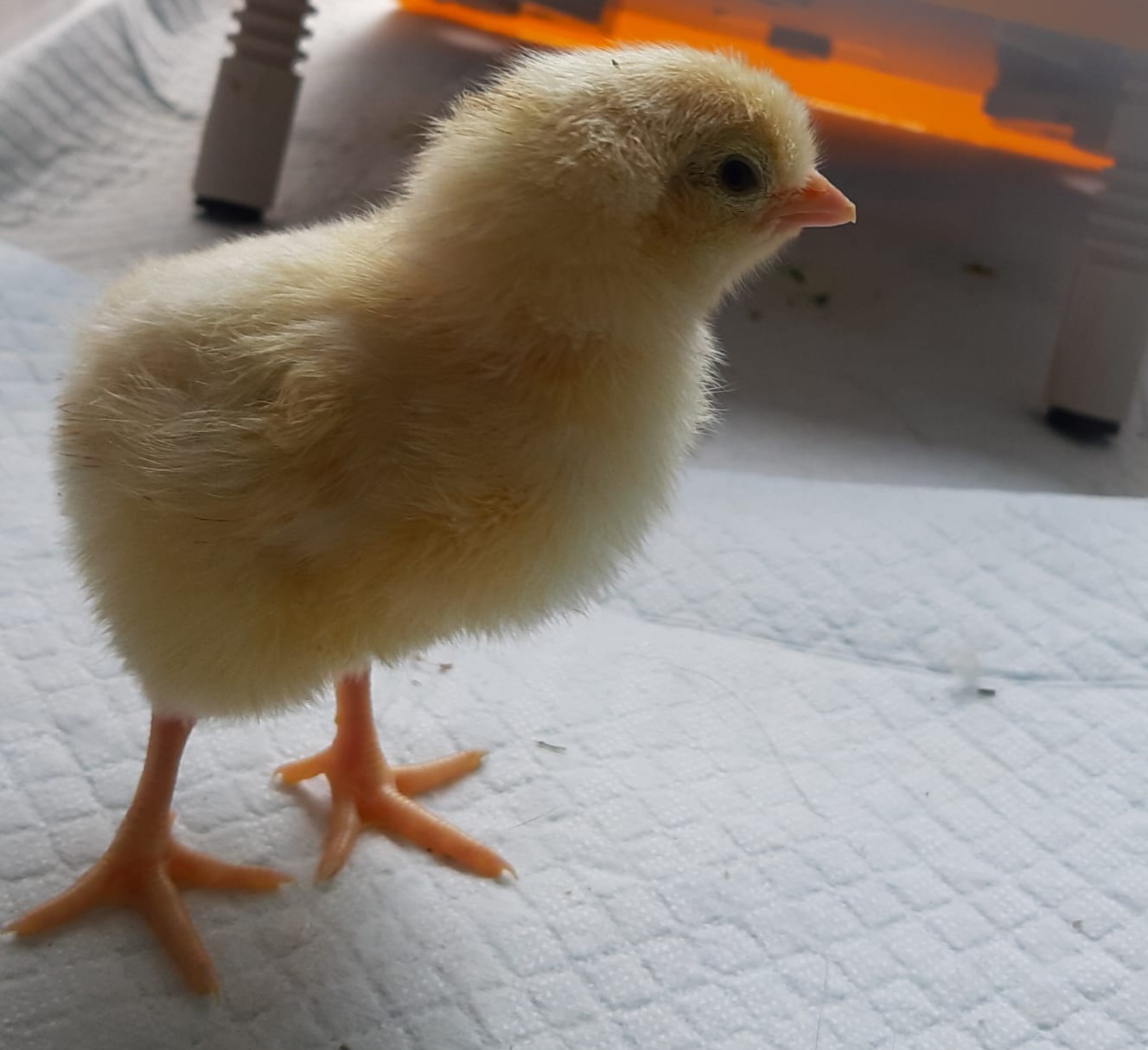 Cutest Baby Fowl Photo Contest—16th Annual 408.jpg
