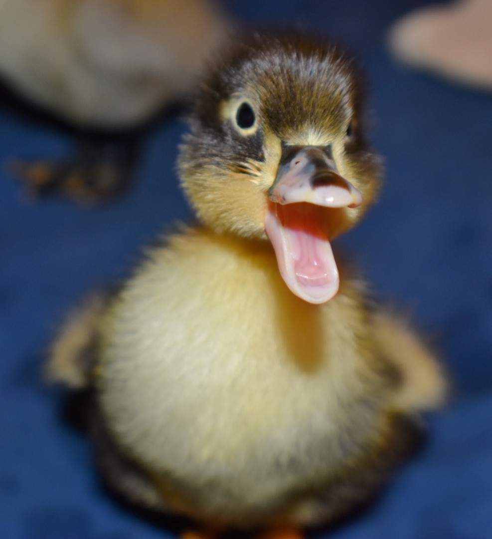 Cutest Baby Fowl Photo Contest—16th Annual 409.jpg