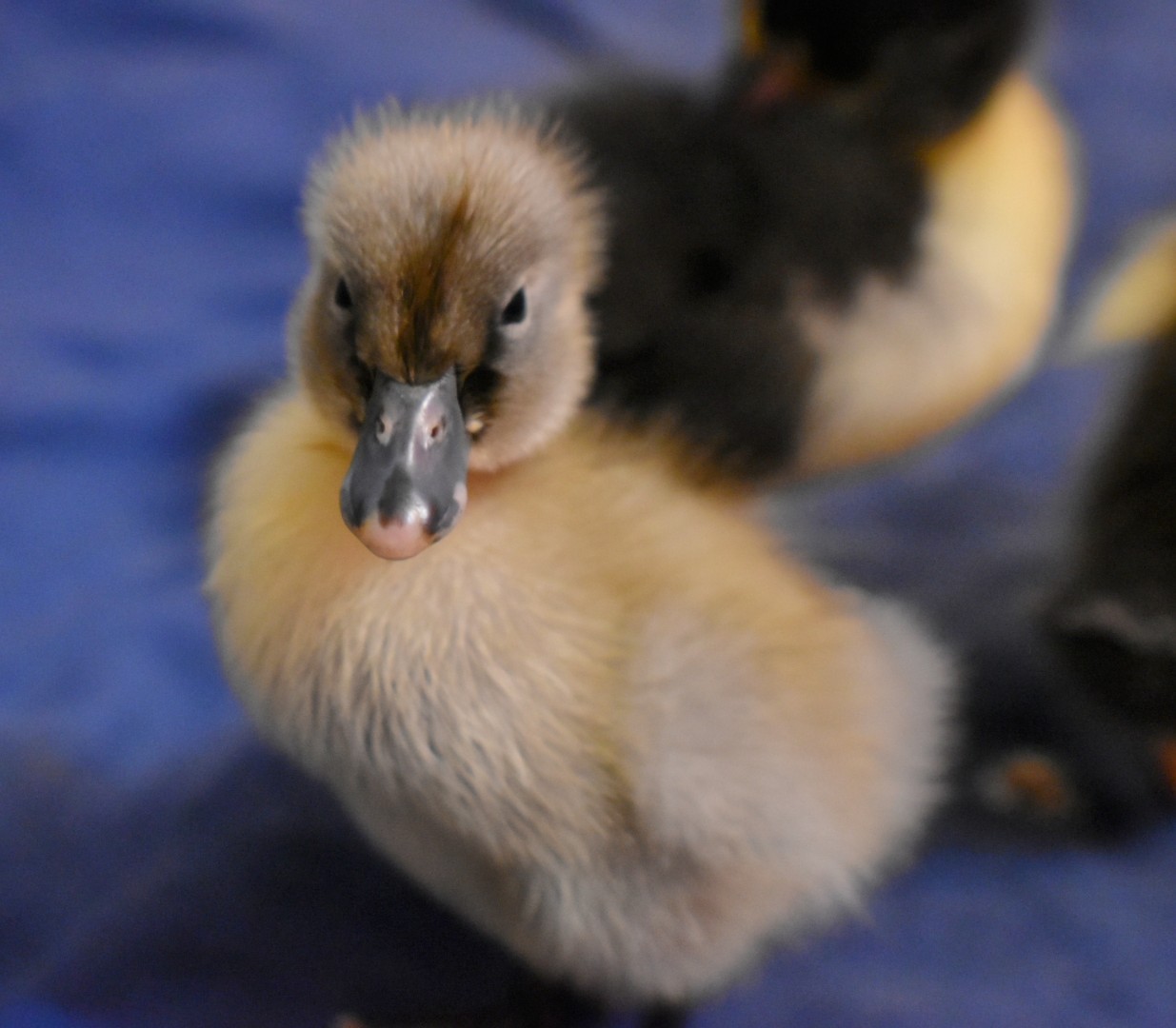 Cutest Baby Fowl Photo Contest—16th Annual 410.jpg