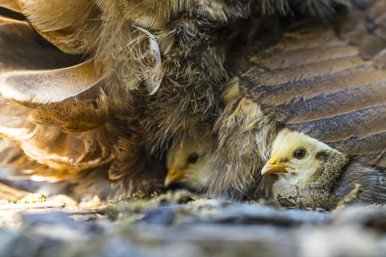 Cutest Baby Fowl Photo Contest—16th Annual 411.jpg