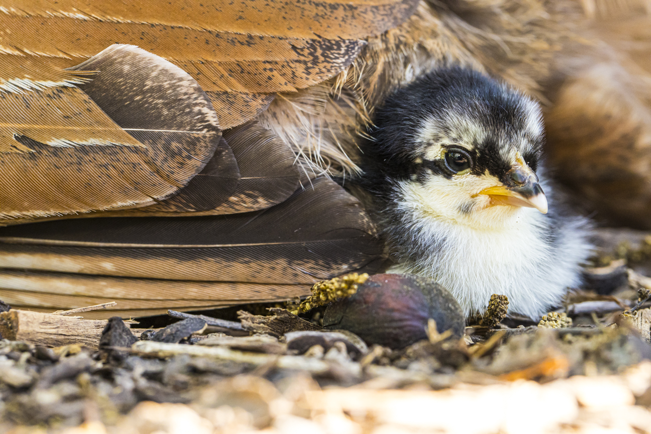 Cutest Baby Fowl Photo Contest—16th Annual 412.jpg