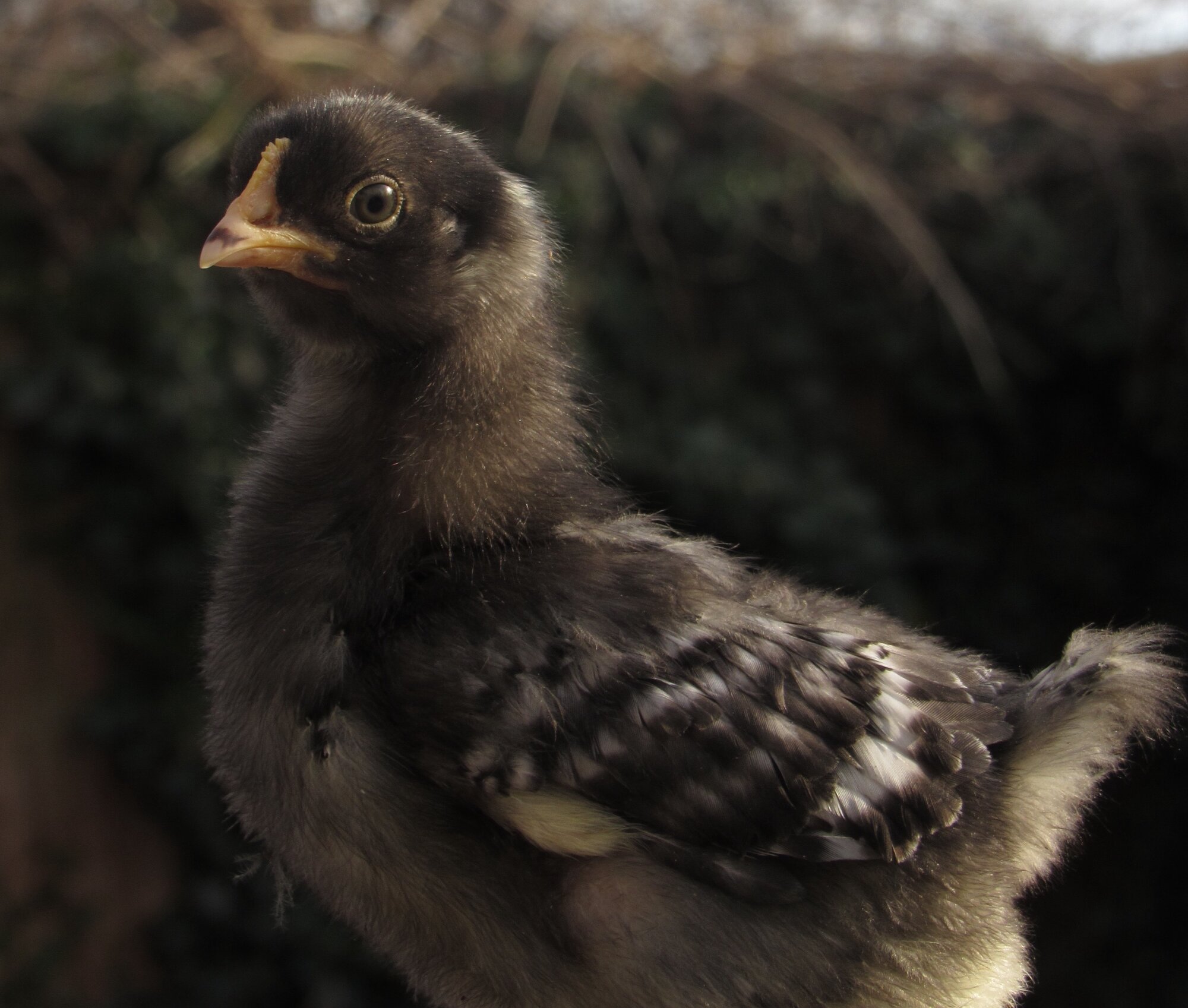 Cutest Baby Fowl Photo Contest—16th Annual 413.jpg