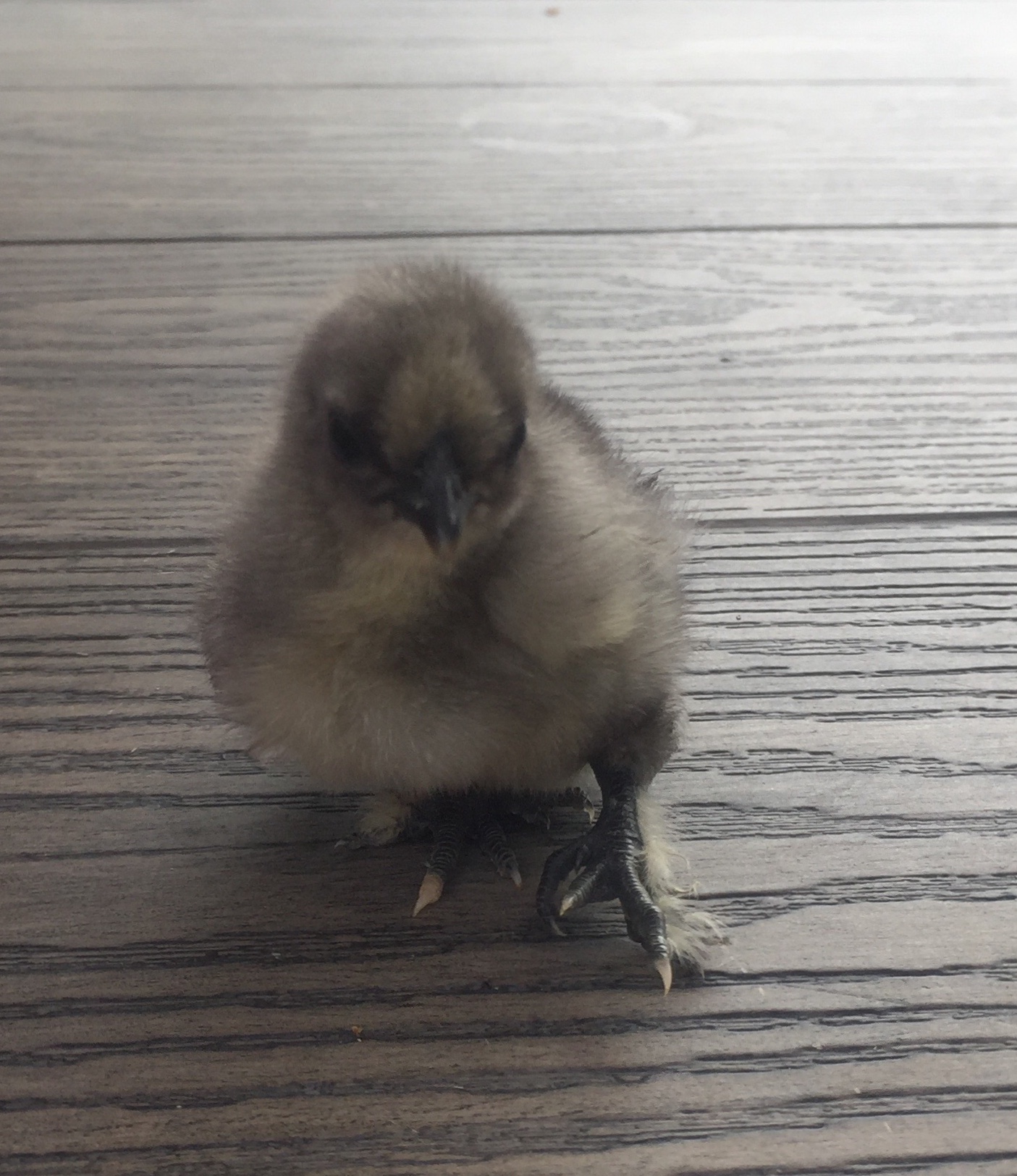 Cutest Baby Fowl Photo Contest—16th Annual 414.jpg