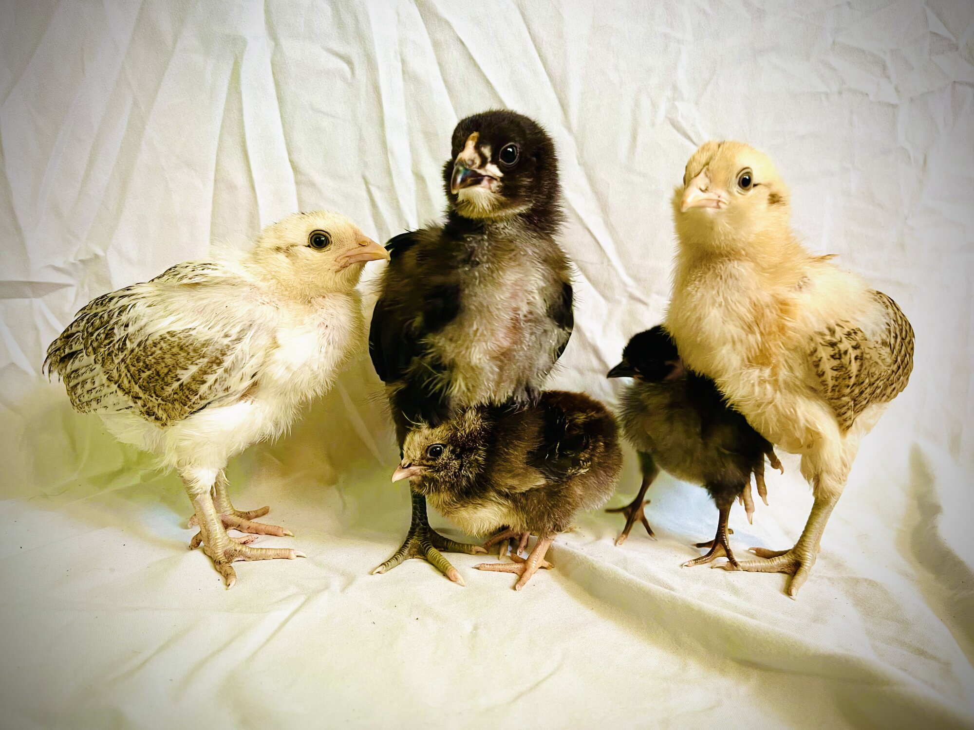 Cutest Baby Fowl Photo Contest—16th Annual 415.jpg