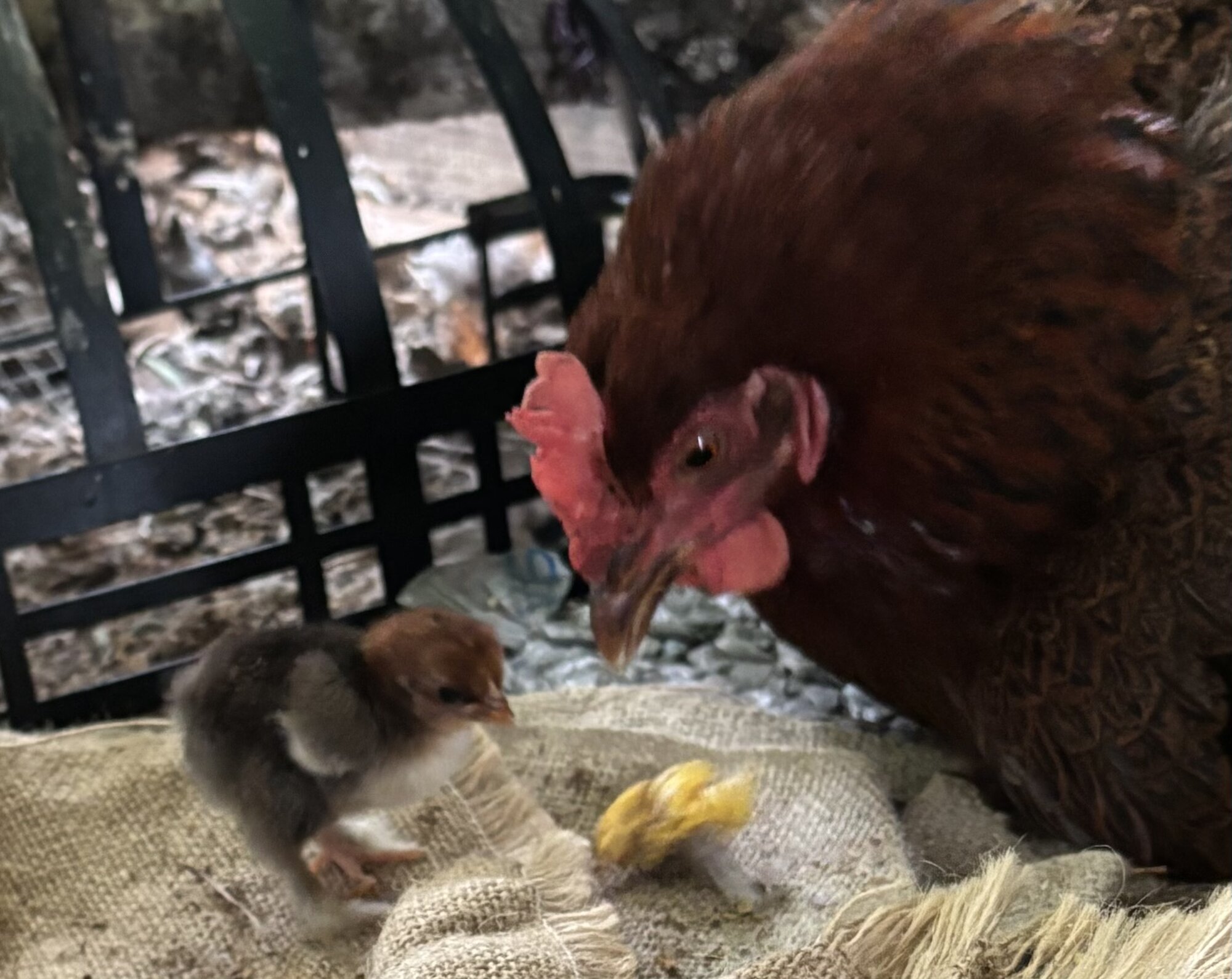 Cutest Baby Fowl Photo Contest—16th Annual 419.jpg