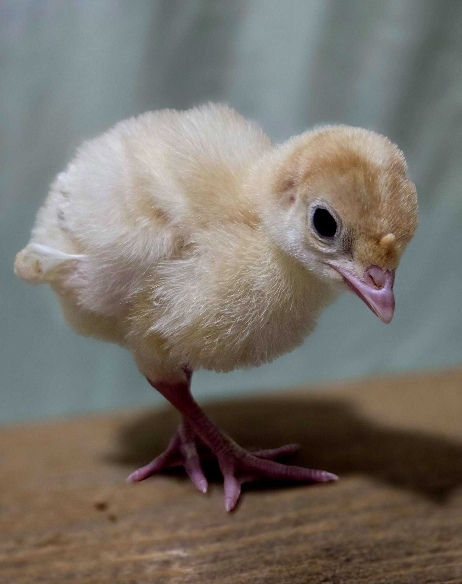 Cutest Baby Fowl Photo Contest—16th Annual 42.jpg