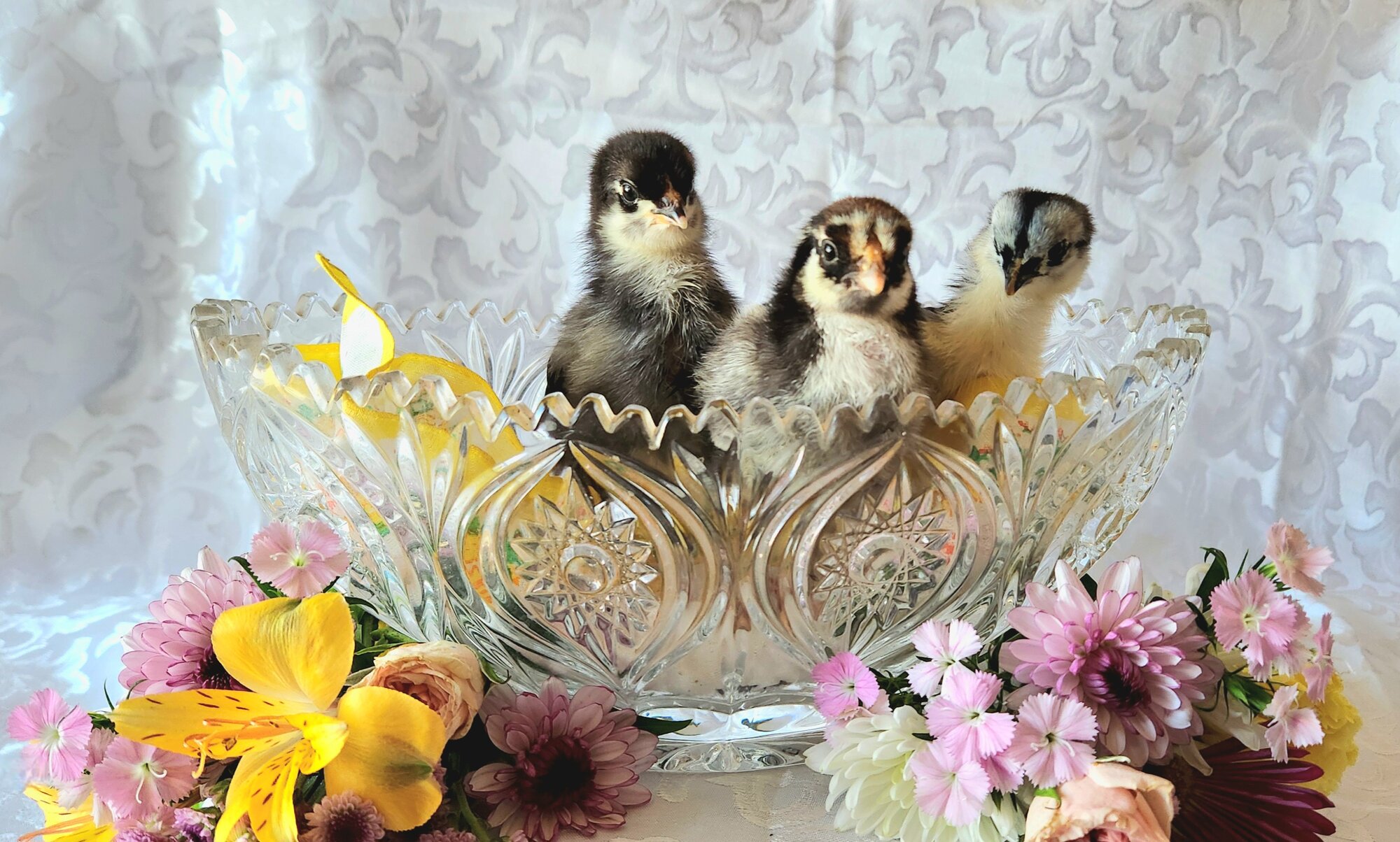Cutest Baby Fowl Photo Contest—16th Annual 423.jpg