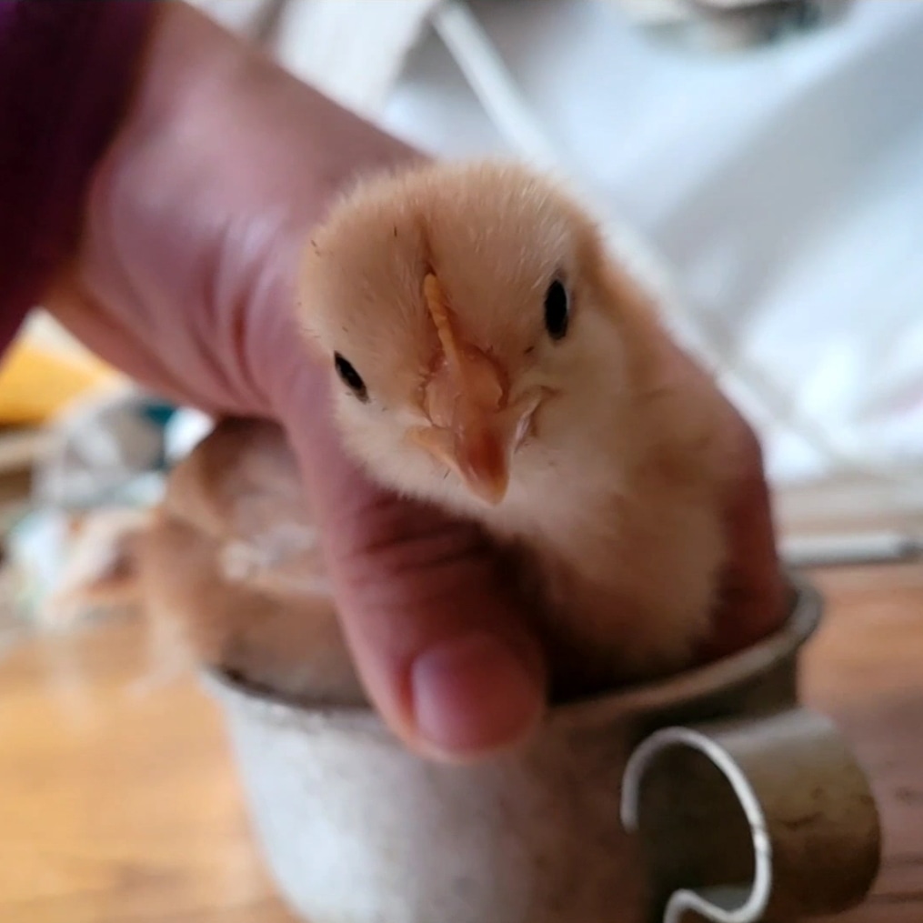 Cutest Baby Fowl Photo Contest—16th Annual 425.jpg