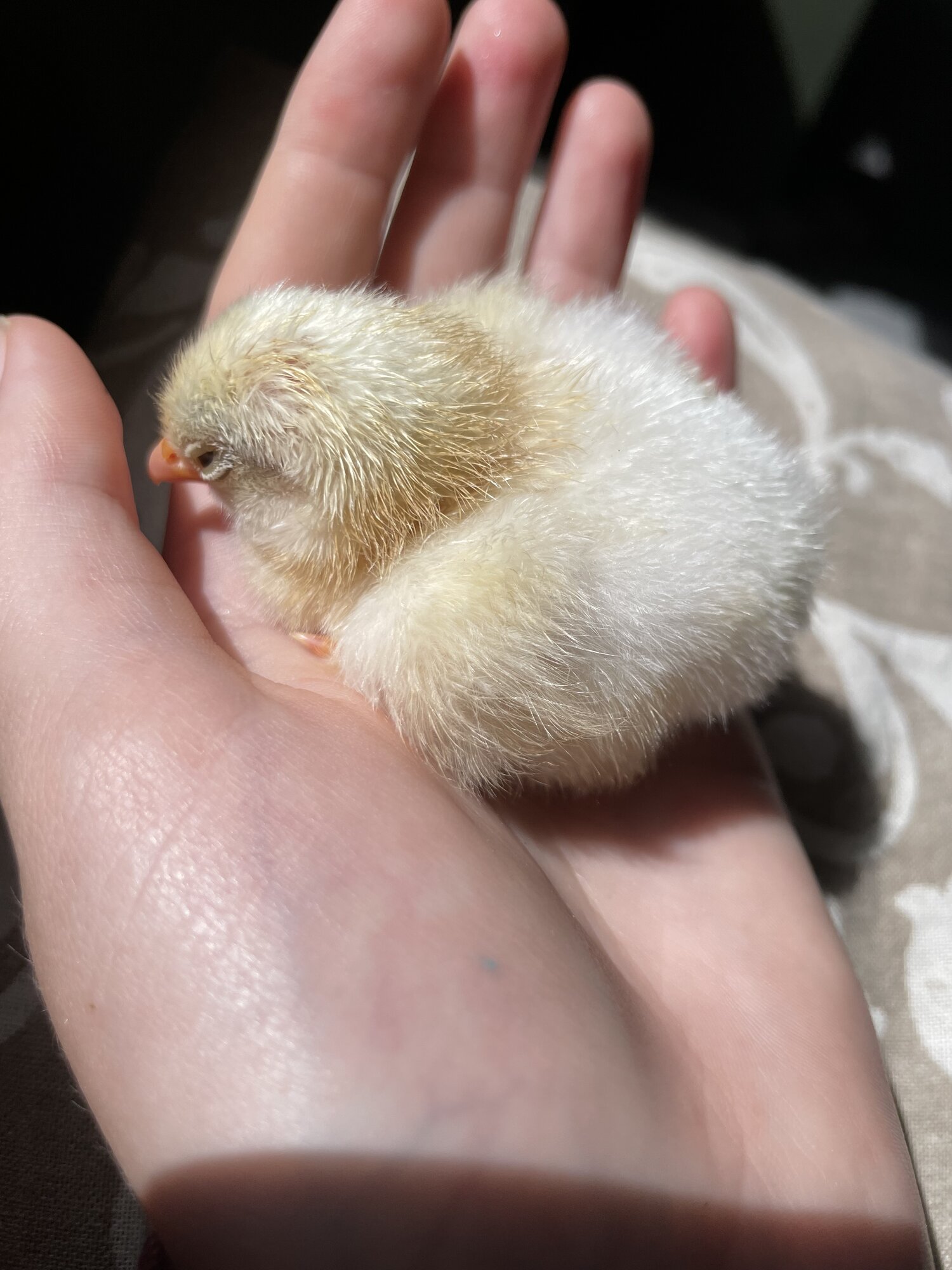Cutest Baby Fowl Photo Contest—16th Annual 426.jpg