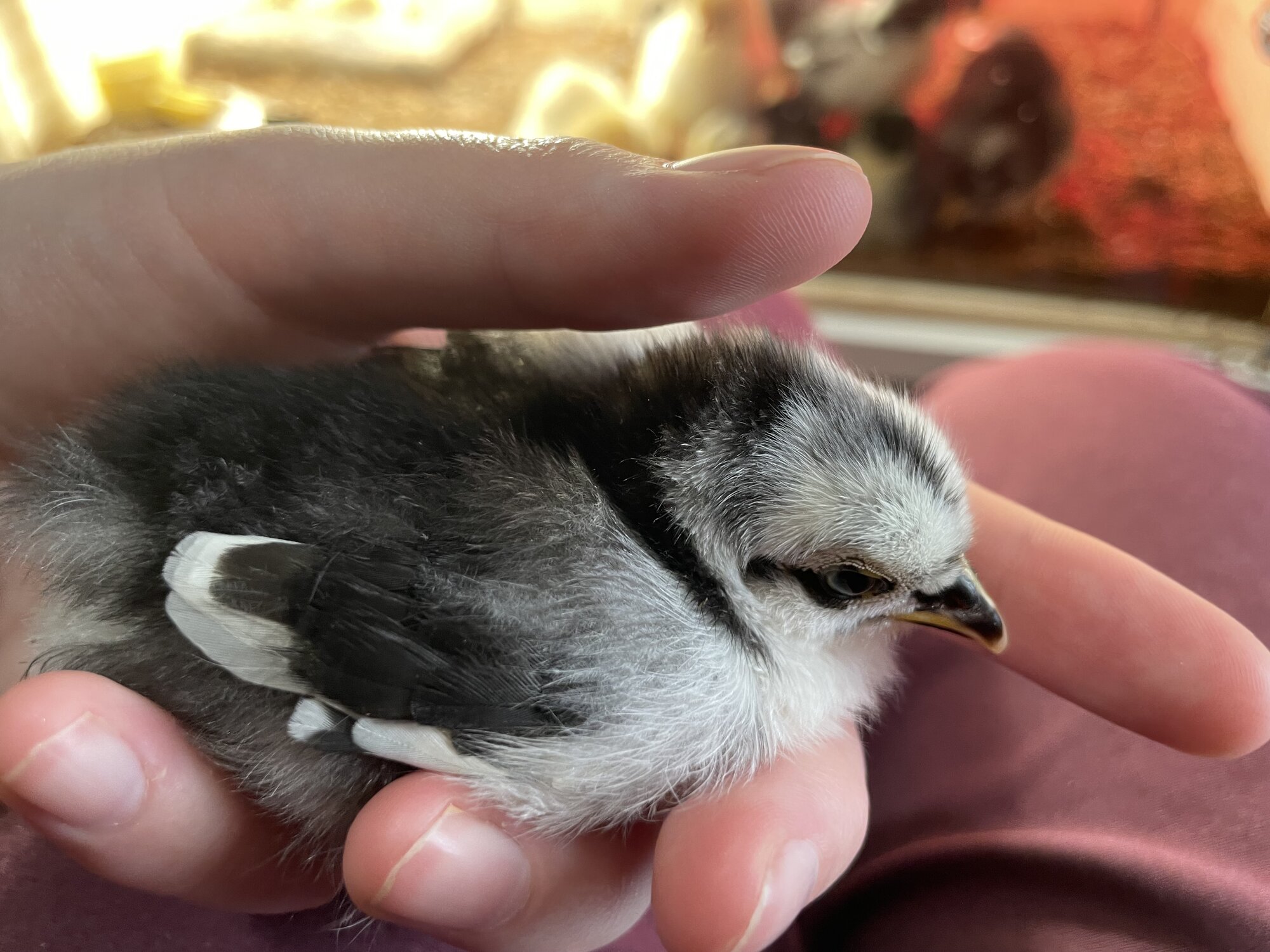 Cutest Baby Fowl Photo Contest—16th Annual 427.jpg