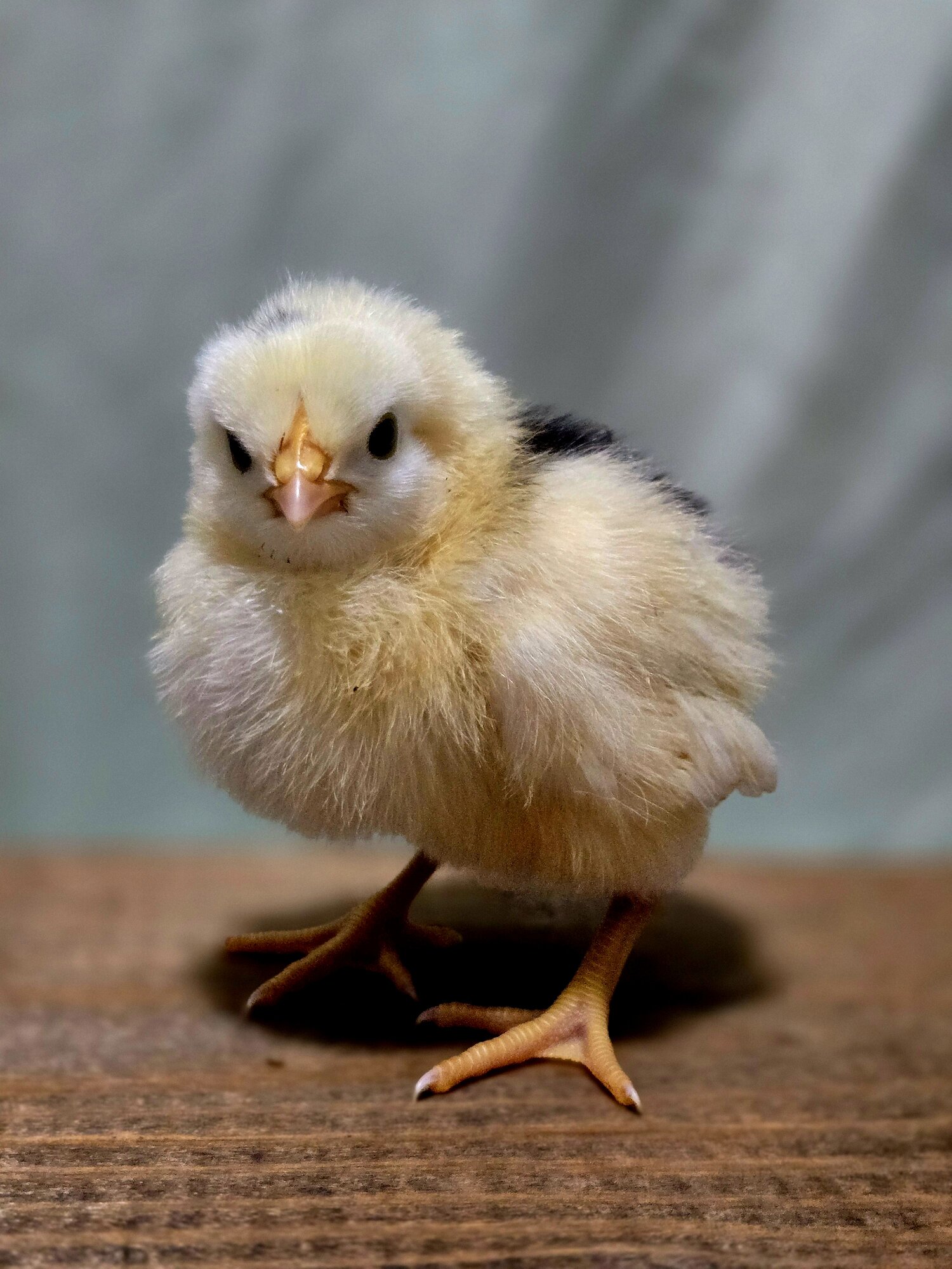 Cutest Baby Fowl Photo Contest—16th Annual 43.jpg