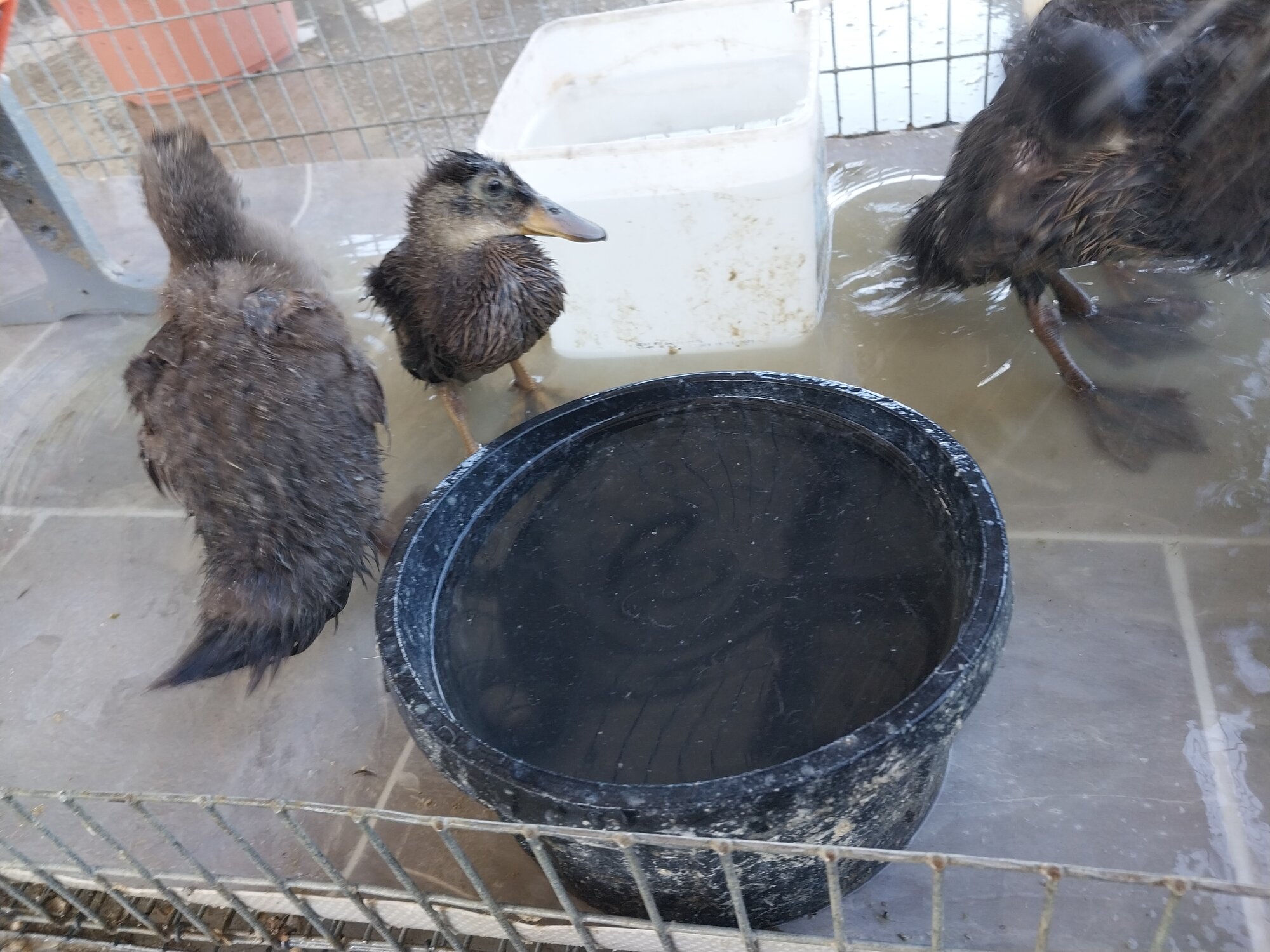 Cutest Baby Fowl Photo Contest—16th Annual 431.jpg
