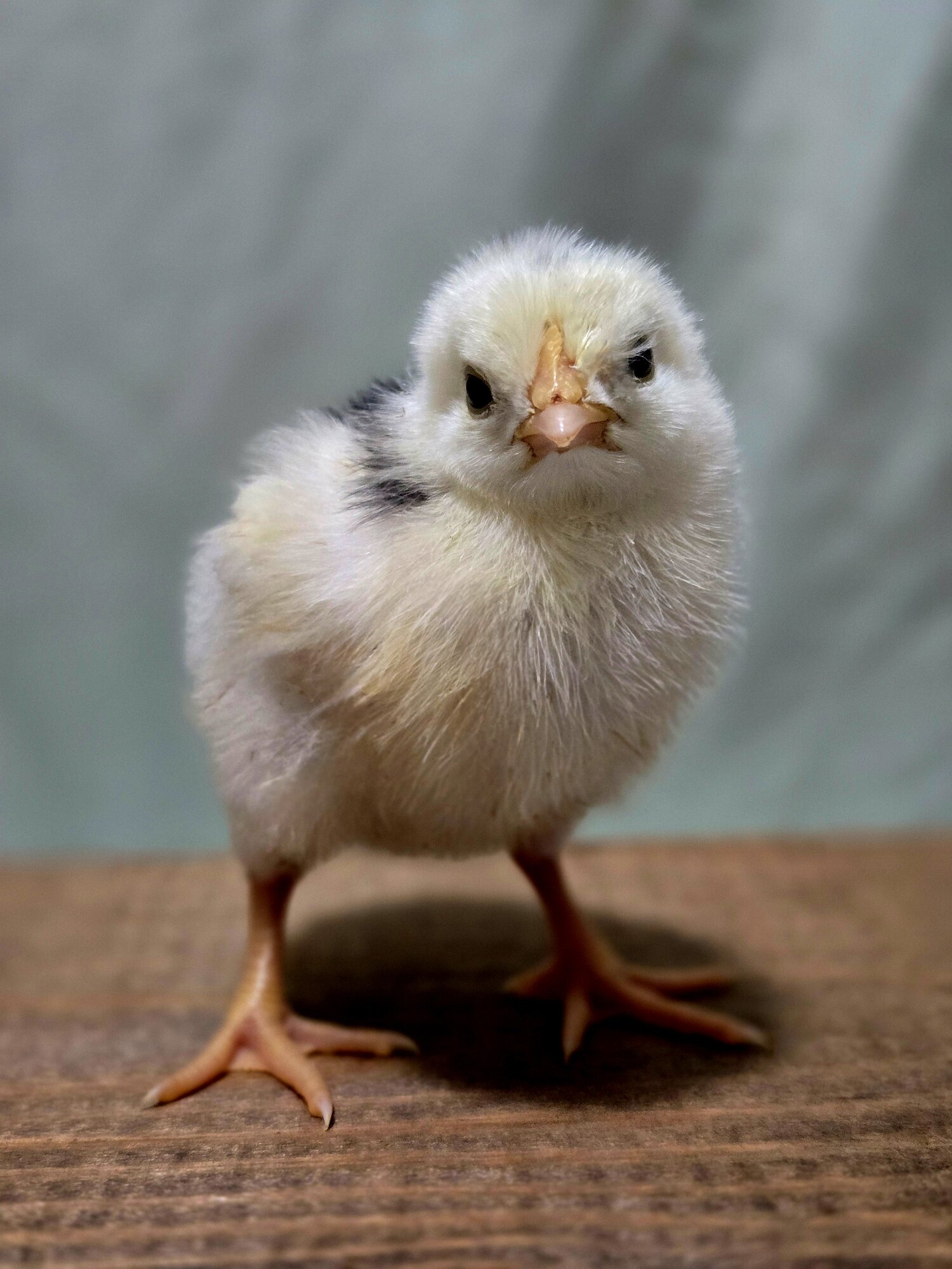 Cutest Baby Fowl Photo Contest—16th Annual 44.jpg