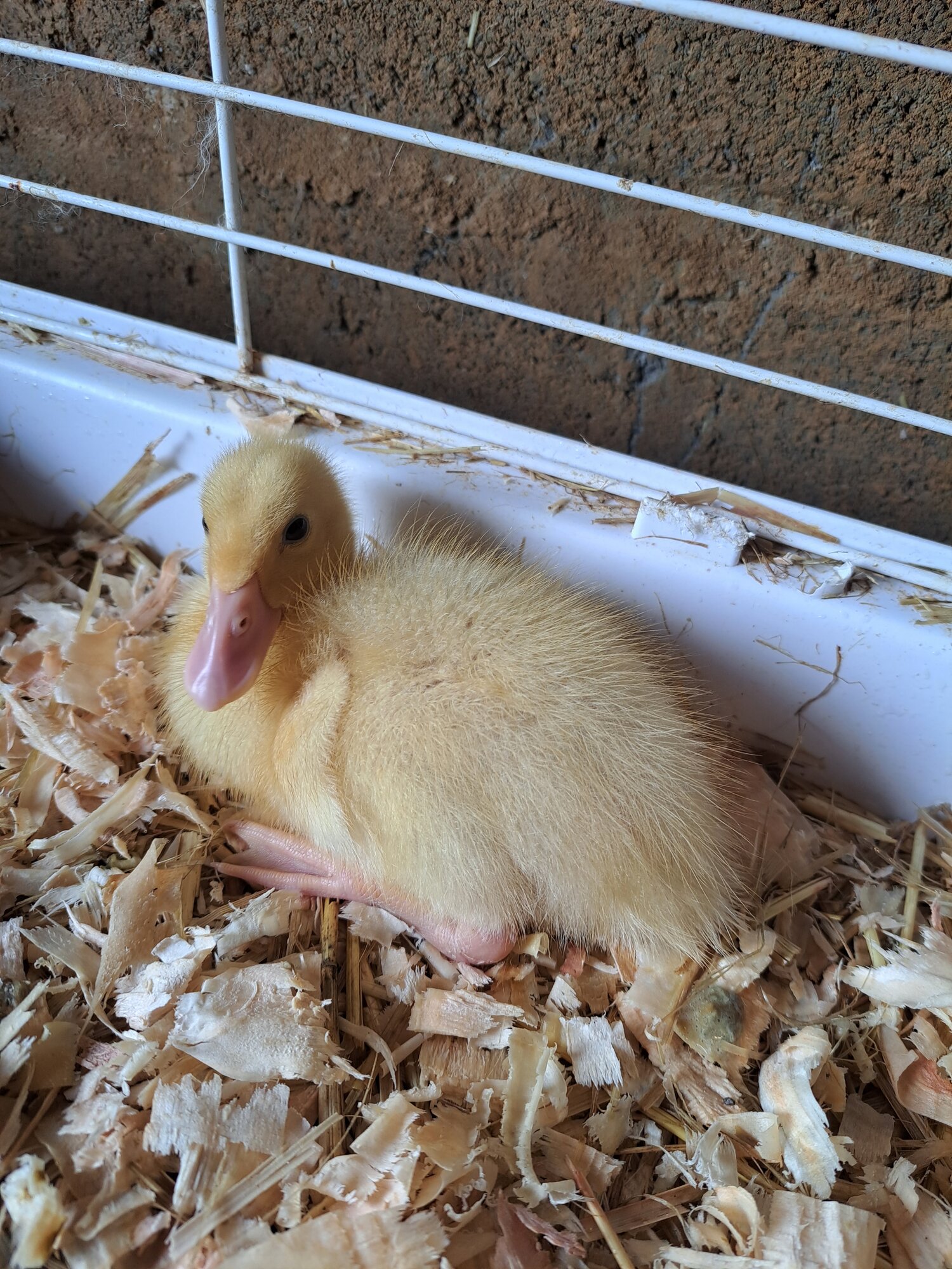 Cutest Baby Fowl Photo Contest—16th Annual 45.jpg