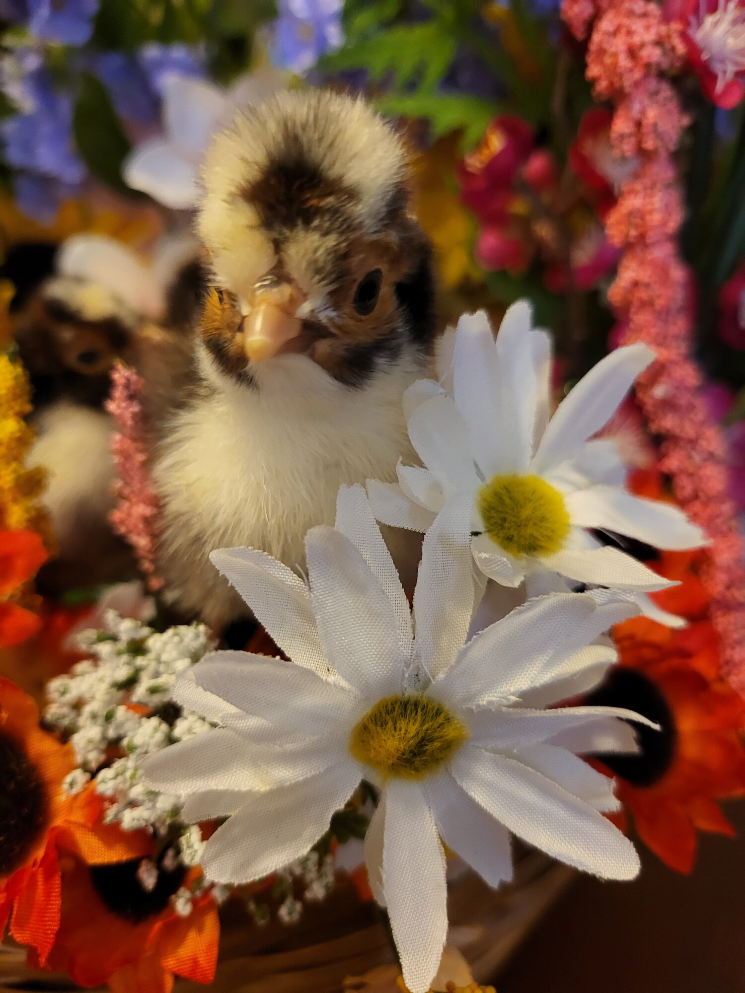 Cutest Baby Fowl Photo Contest—16th Annual 48.jpg