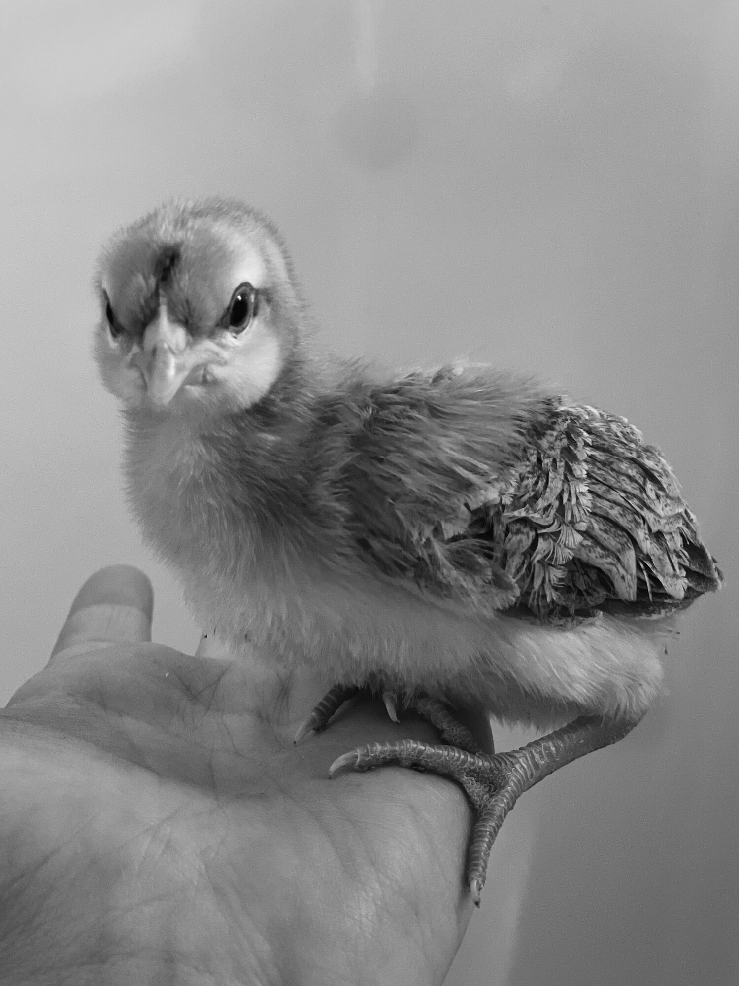 Cutest Baby Fowl Photo Contest—16th Annual 52.jpg