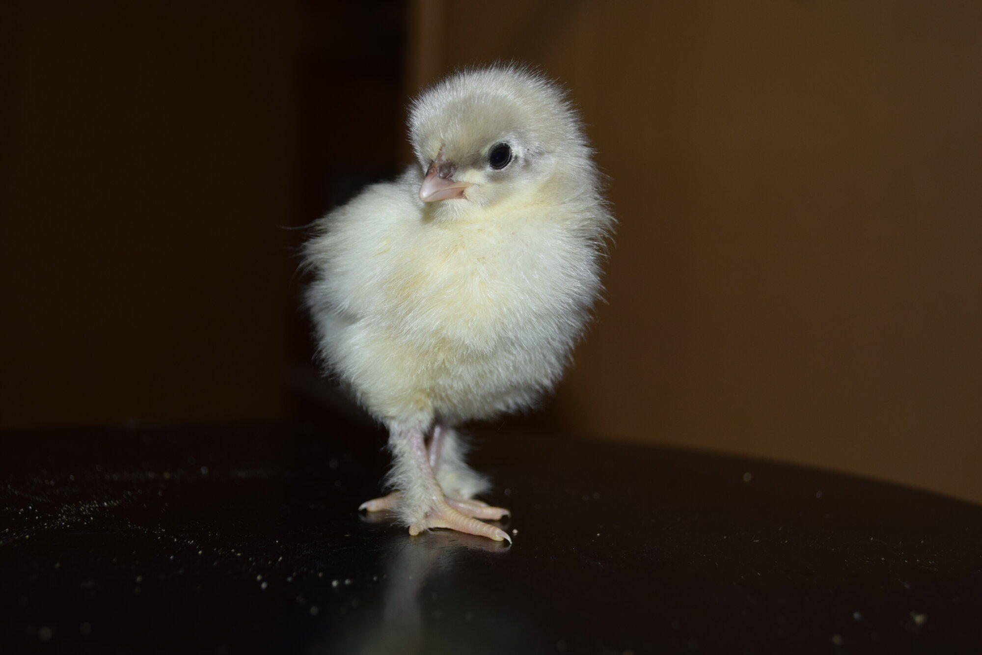 Cutest Baby Fowl Photo Contest—16th Annual 53.jpg