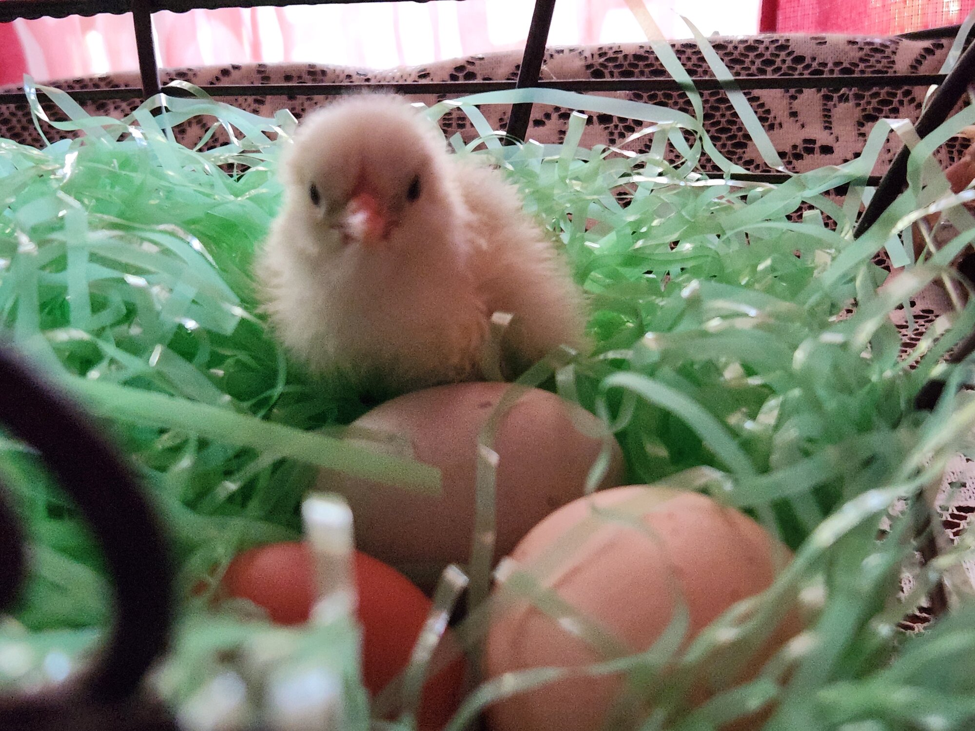 Cutest Baby Fowl Photo Contest—16th Annual 56.jpg