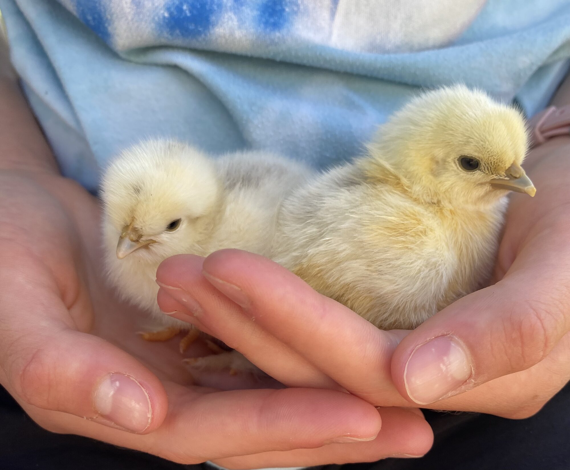 Cutest Baby Fowl Photo Contest—16th Annual 6.jpg