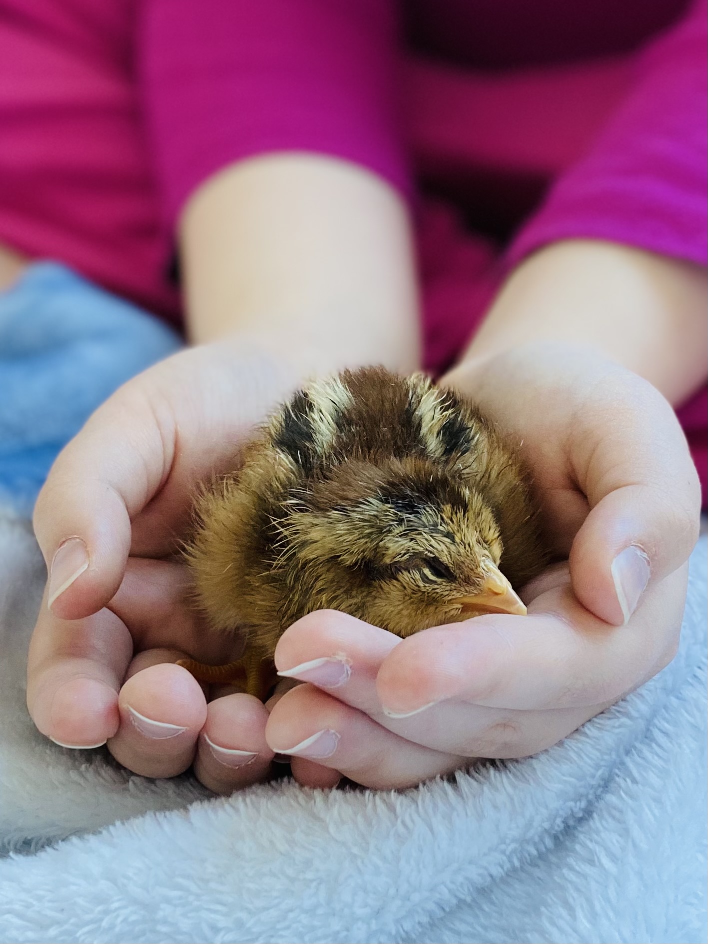 Cutest Baby Fowl Photo Contest—16th Annual 62.jpg
