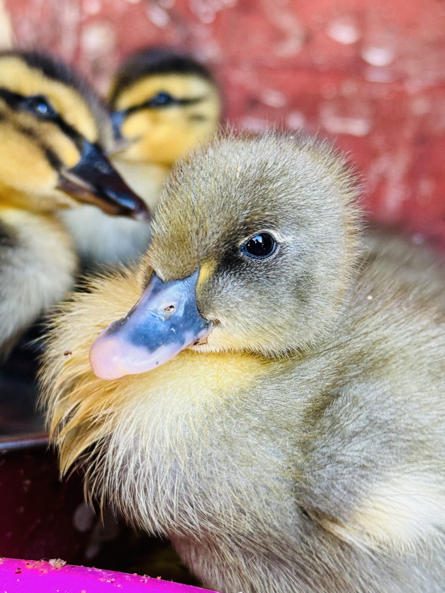 Cutest Baby Fowl Photo Contest—16th Annual 63.jpg