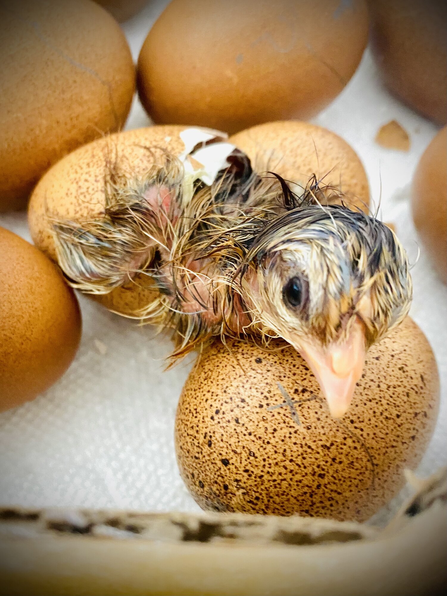 Cutest Baby Fowl Photo Contest—16th Annual 64.jpg