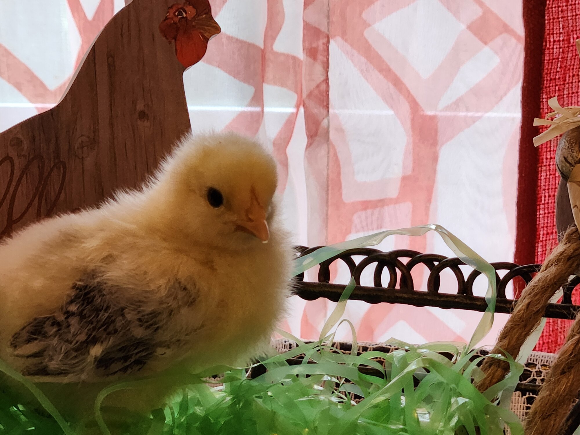 Cutest Baby Fowl Photo Contest—16th Annual 65.jpg