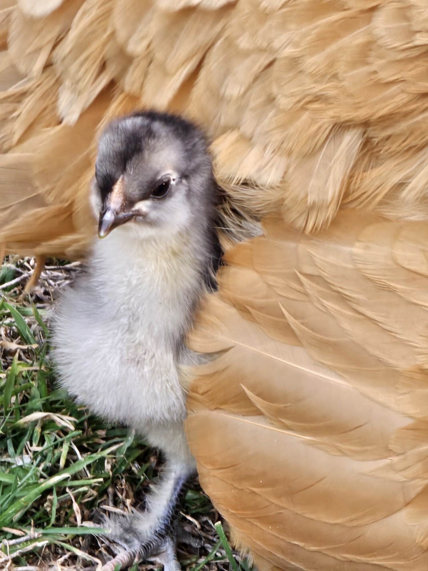 Cutest Baby Fowl Photo Contest—16th Annual 66.jpg