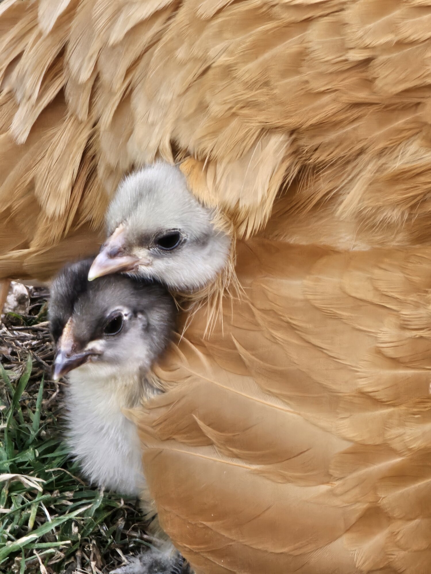 Cutest Baby Fowl Photo Contest—16th Annual 67.jpg