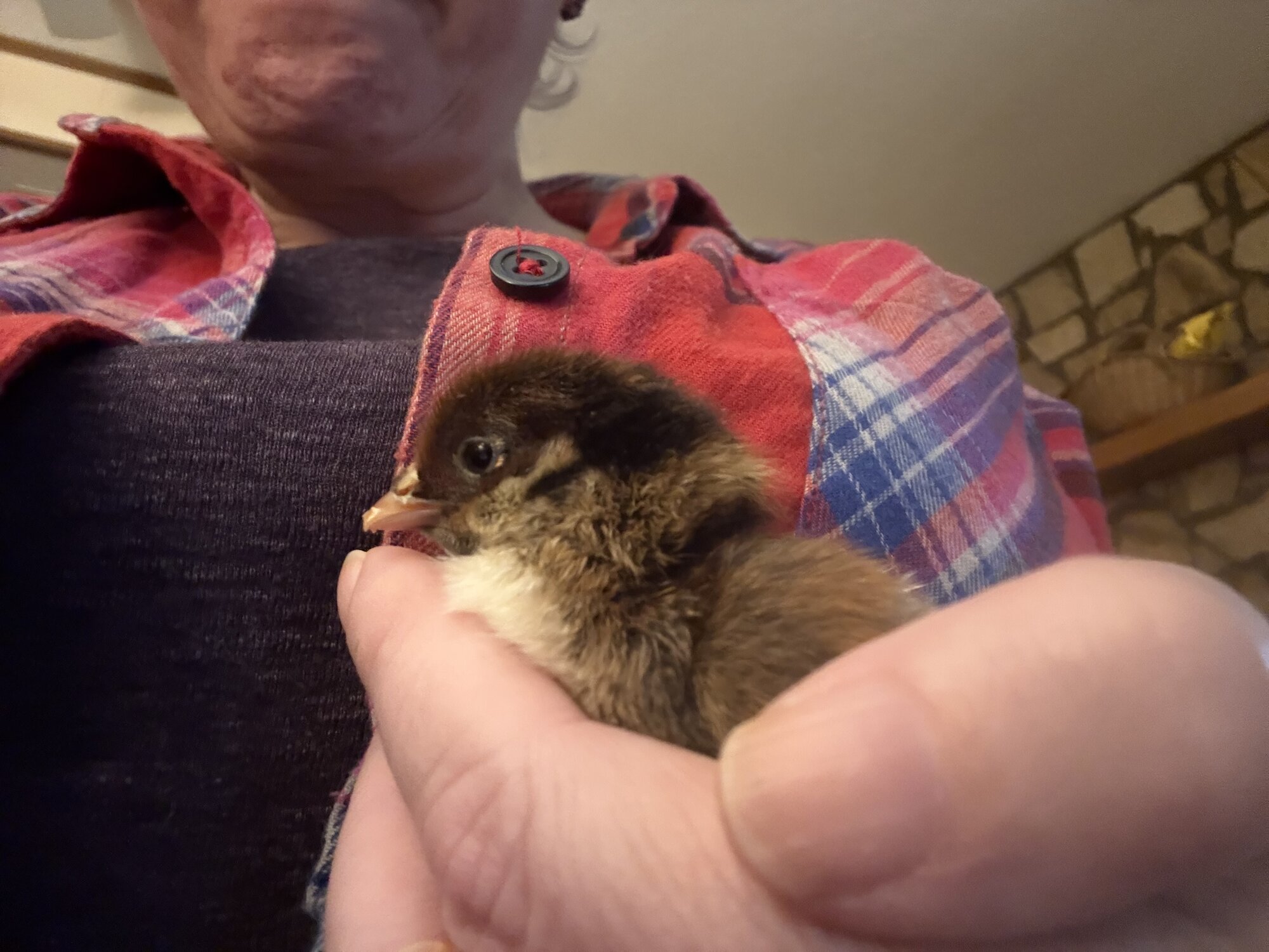 Cutest Baby Fowl Photo Contest—16th Annual 69.jpg