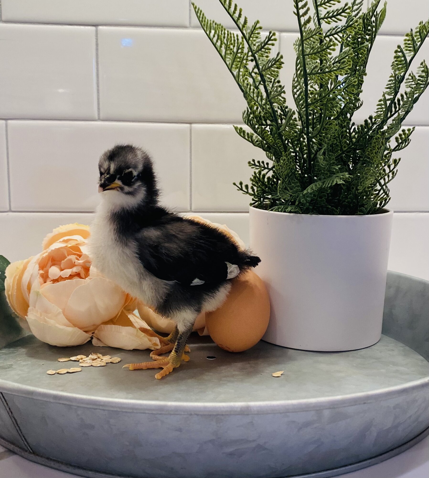 Cutest Baby Fowl Photo Contest—16th Annual 7.jpg