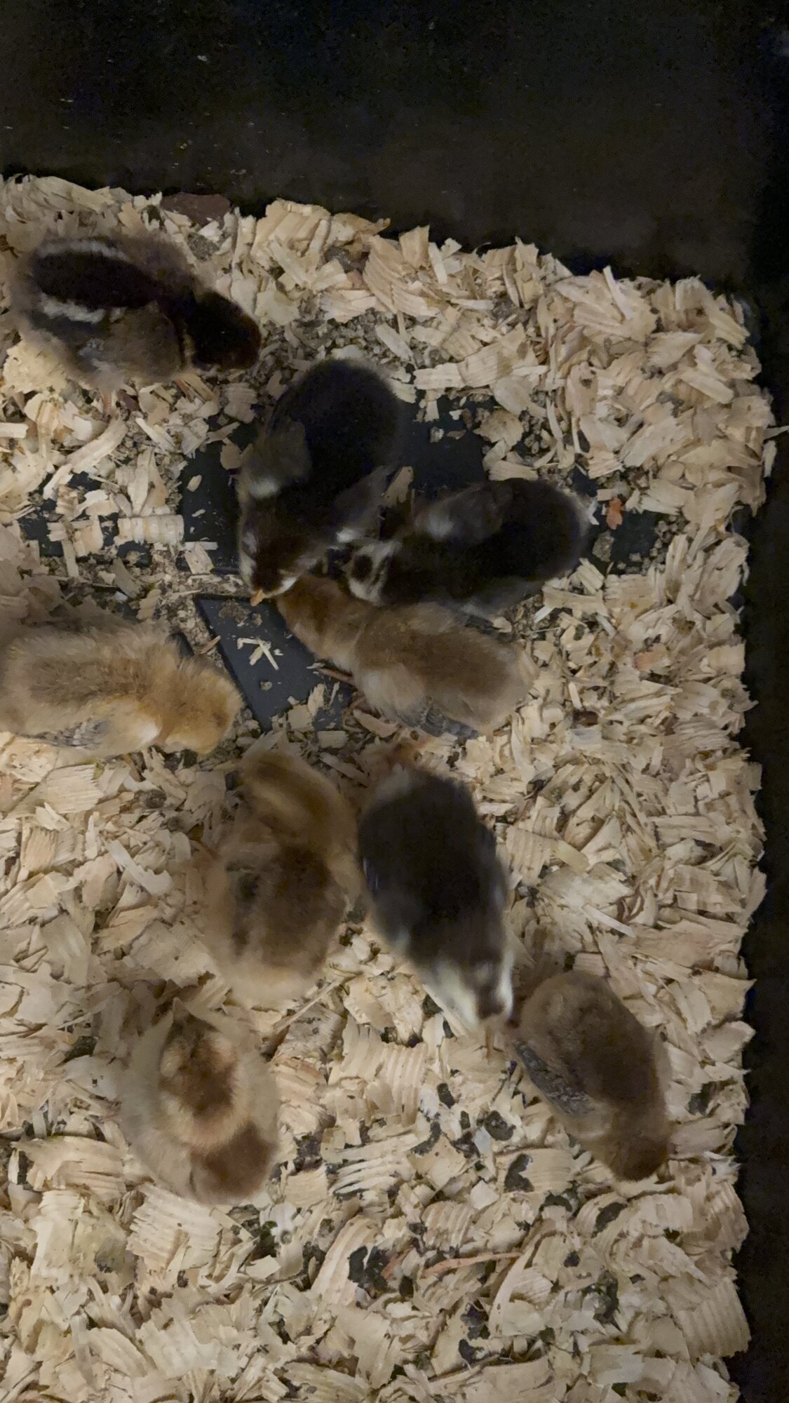 Cutest Baby Fowl Photo Contest—16th Annual 71.jpg