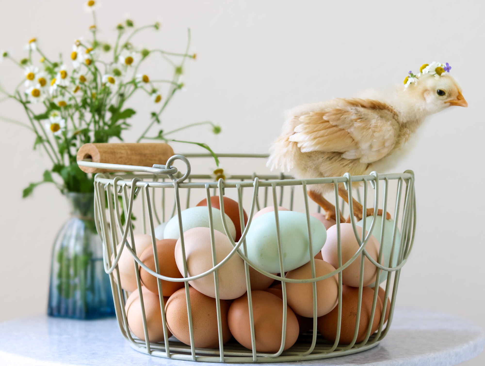 Cutest Baby Fowl Photo Contest—16th Annual 9.jpg