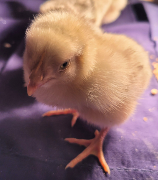 Cutest Baby Fowl Photo Contest—16th Annual 92.png