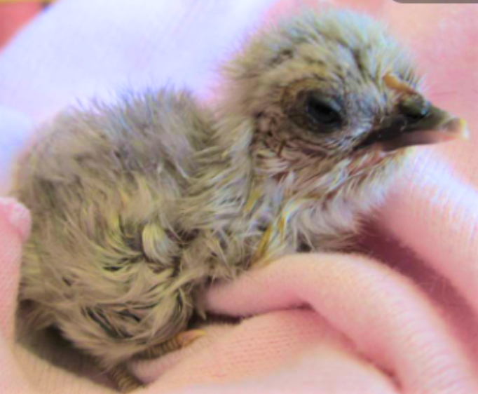 Cutest Baby Fowl Photo Contest—16th Annual 93.png