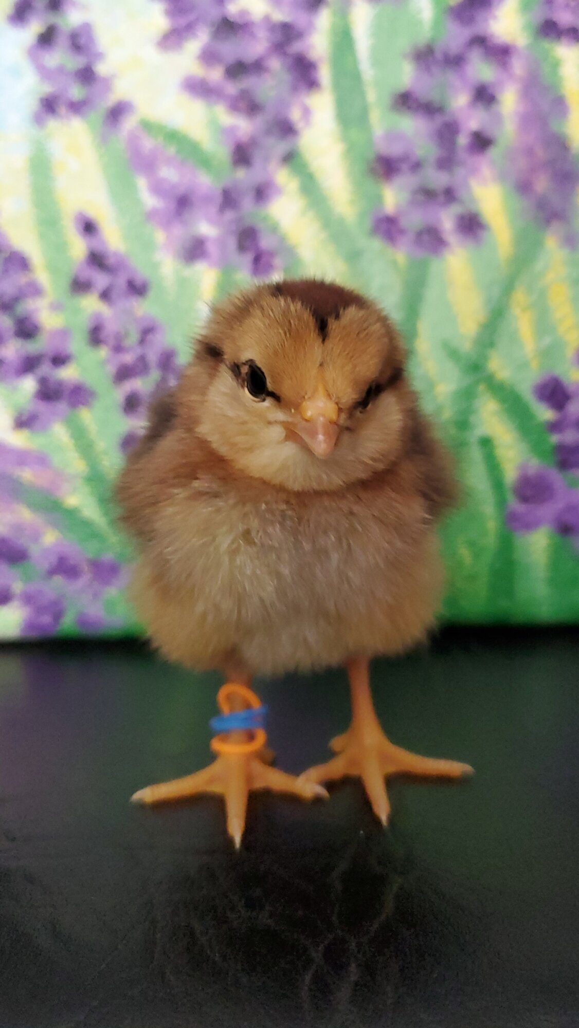 Cutest Baby Fowl Photo Contest—16th Annual 96.jpg