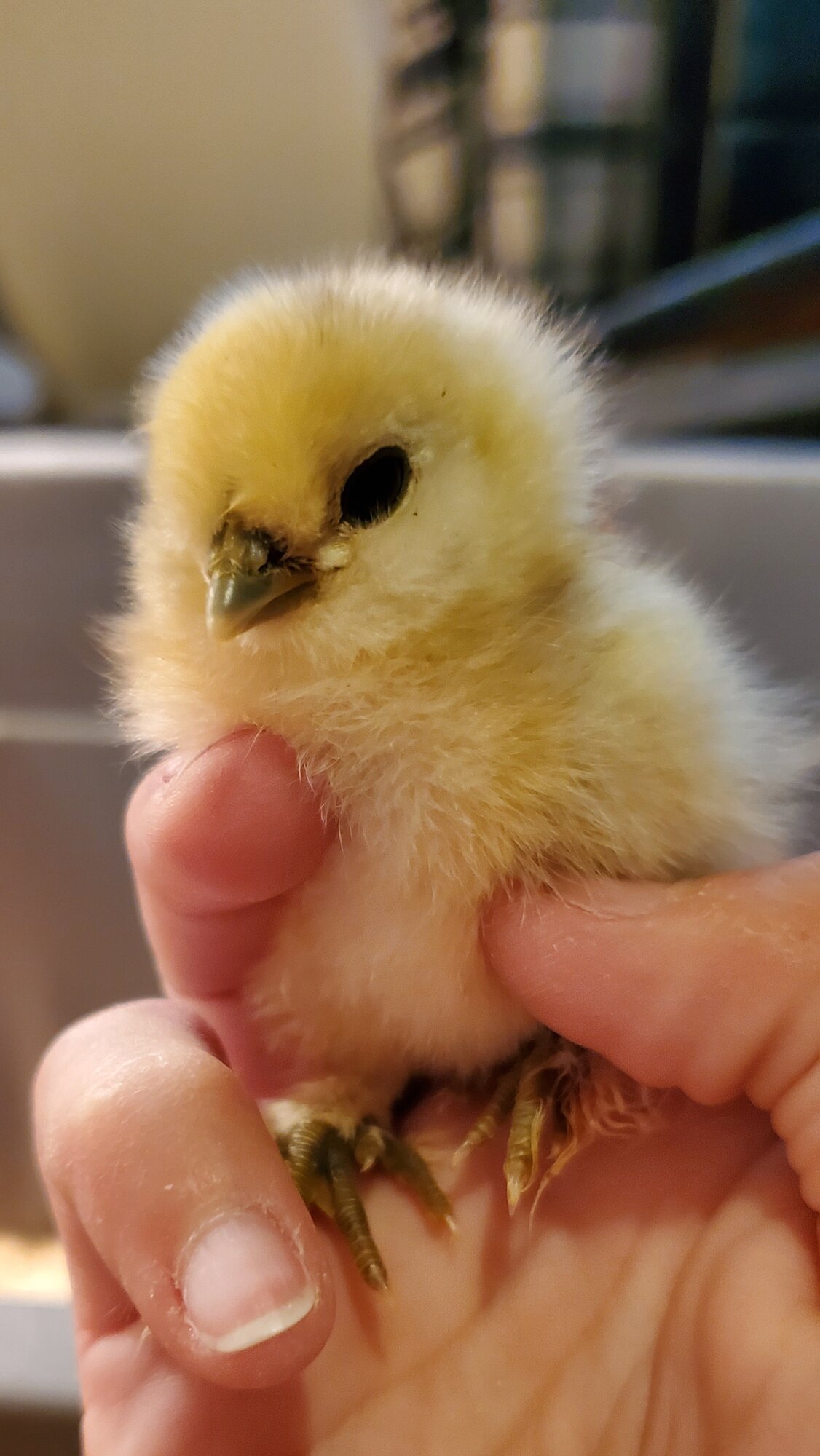Cutest Baby Fowl Photo Contest—16th Annual 97.jpg