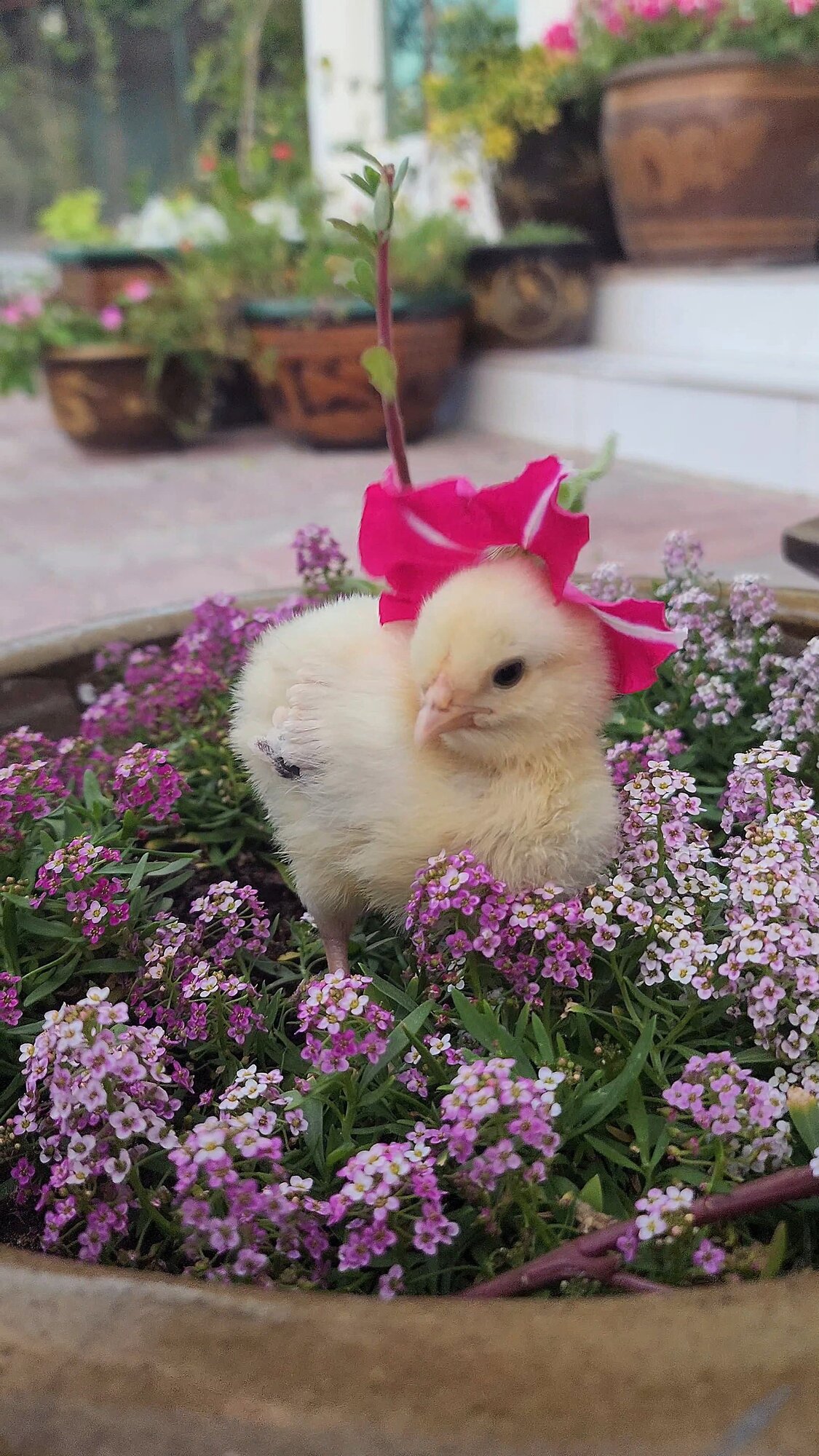 Cutest Baby Fowl Photo Contest—16th Annual 99.jpg