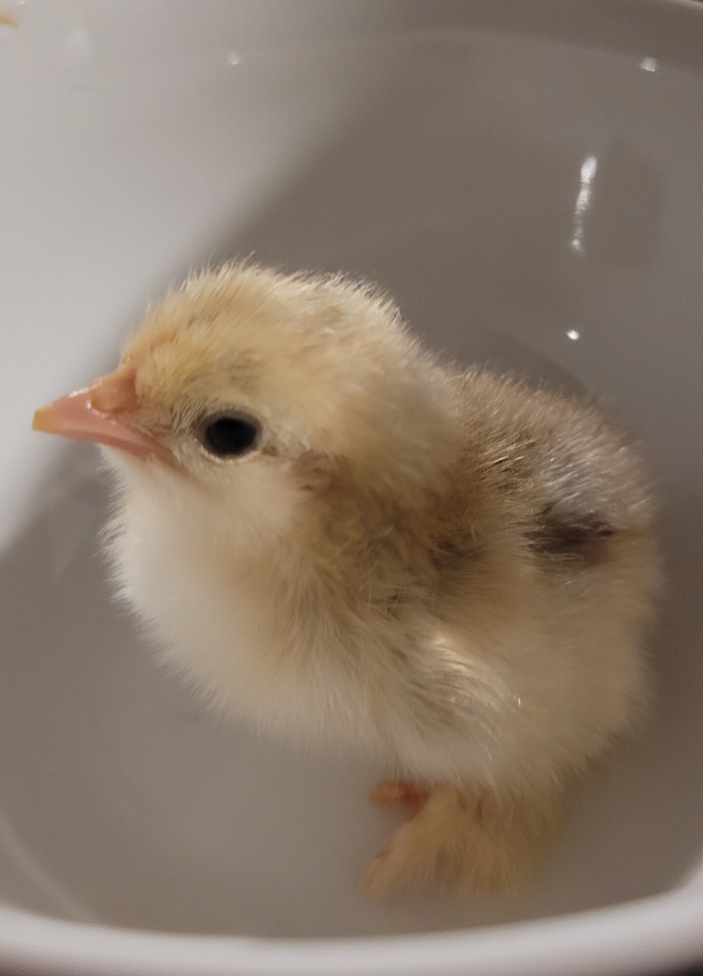 Cutest Baby Fowl Photo Contest 203.jpg
