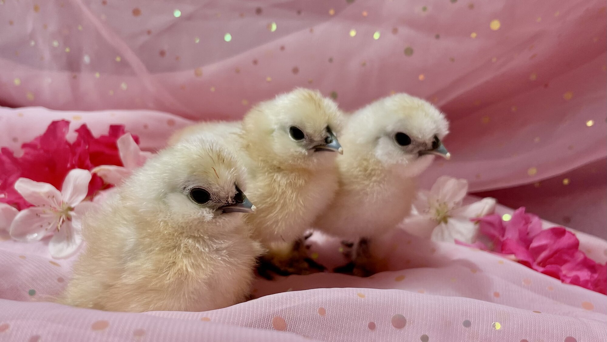 Cutest Baby Fowl Photo Contest 204.jpg