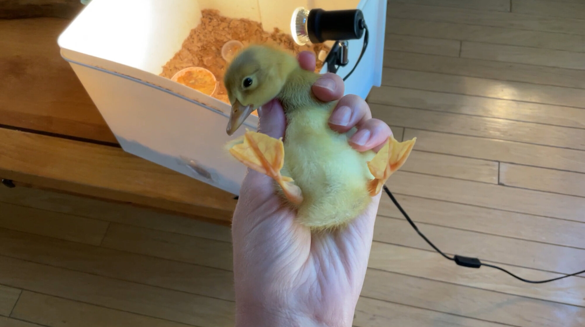 Cutest Baby Fowl Photo Contest 357.jpg